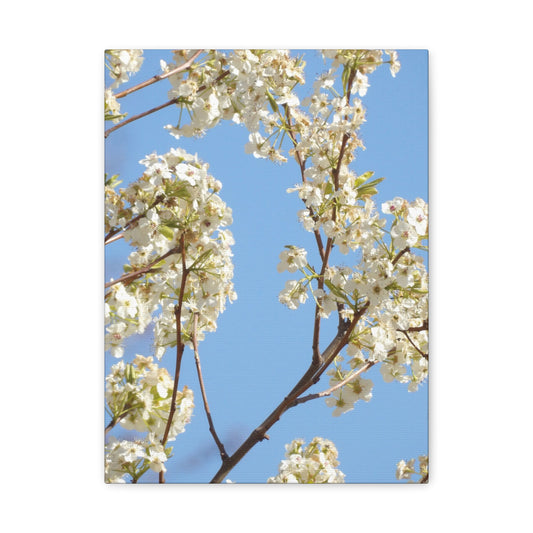 Blossom Branch Canvas Print — Spring White Flower Wall Art