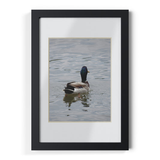 Framed Duck Poster — Black Frame Wall Art (Mallard Photography)
