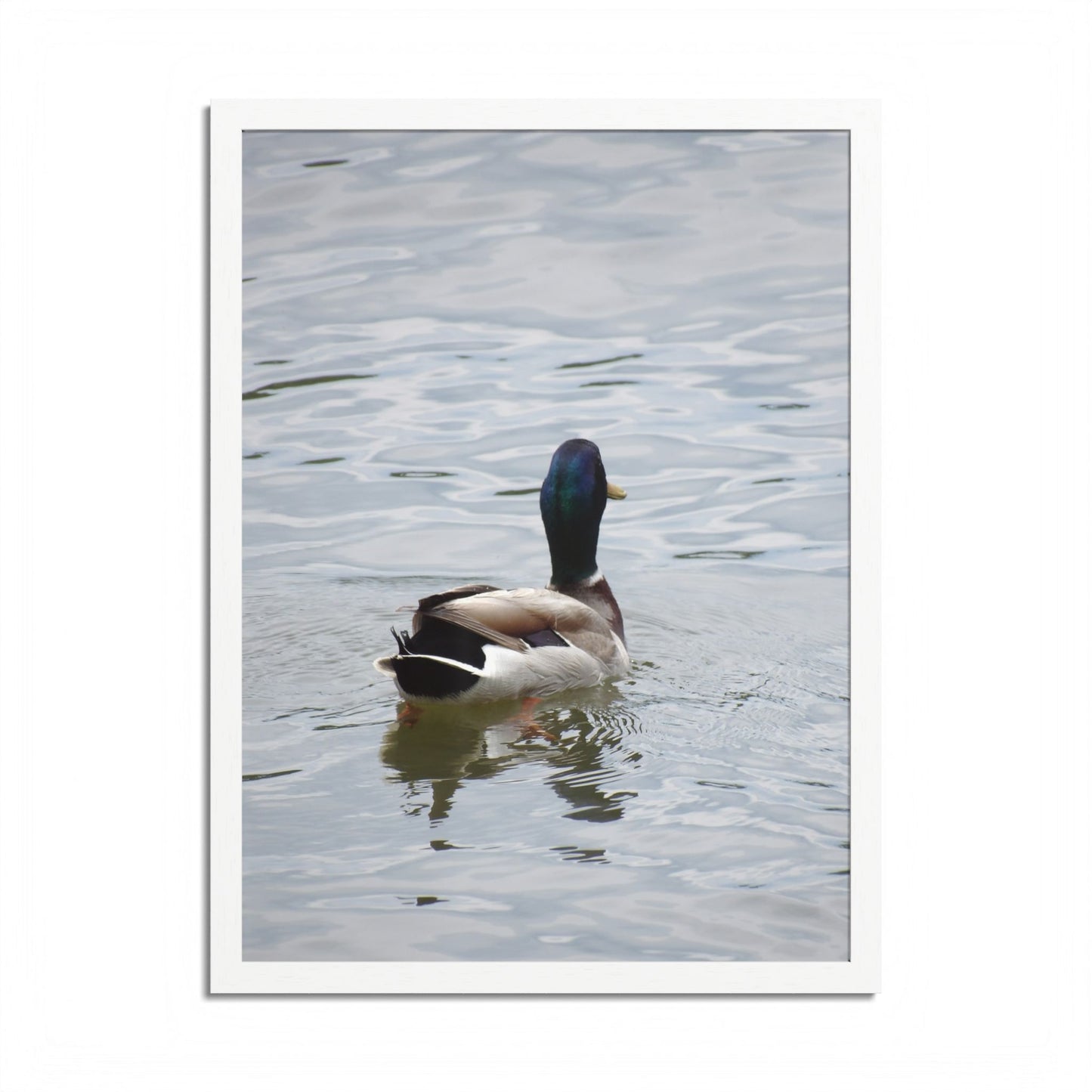 Mallard Duck Framed Poster – Serene Waterfowl Photography Wall Art