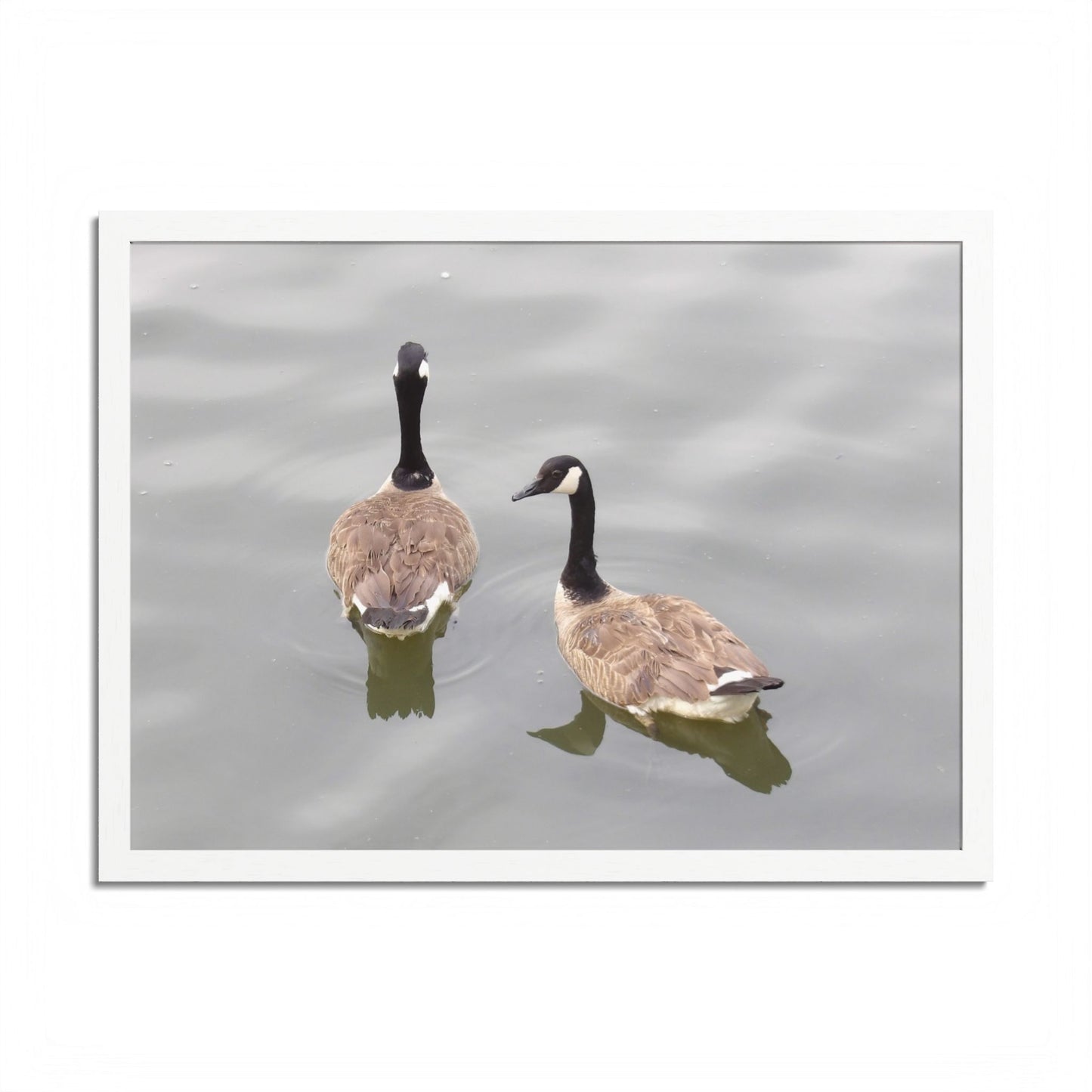 Canada Geese Wall Art Framed Photo Print — Serene Lake Nature Poster