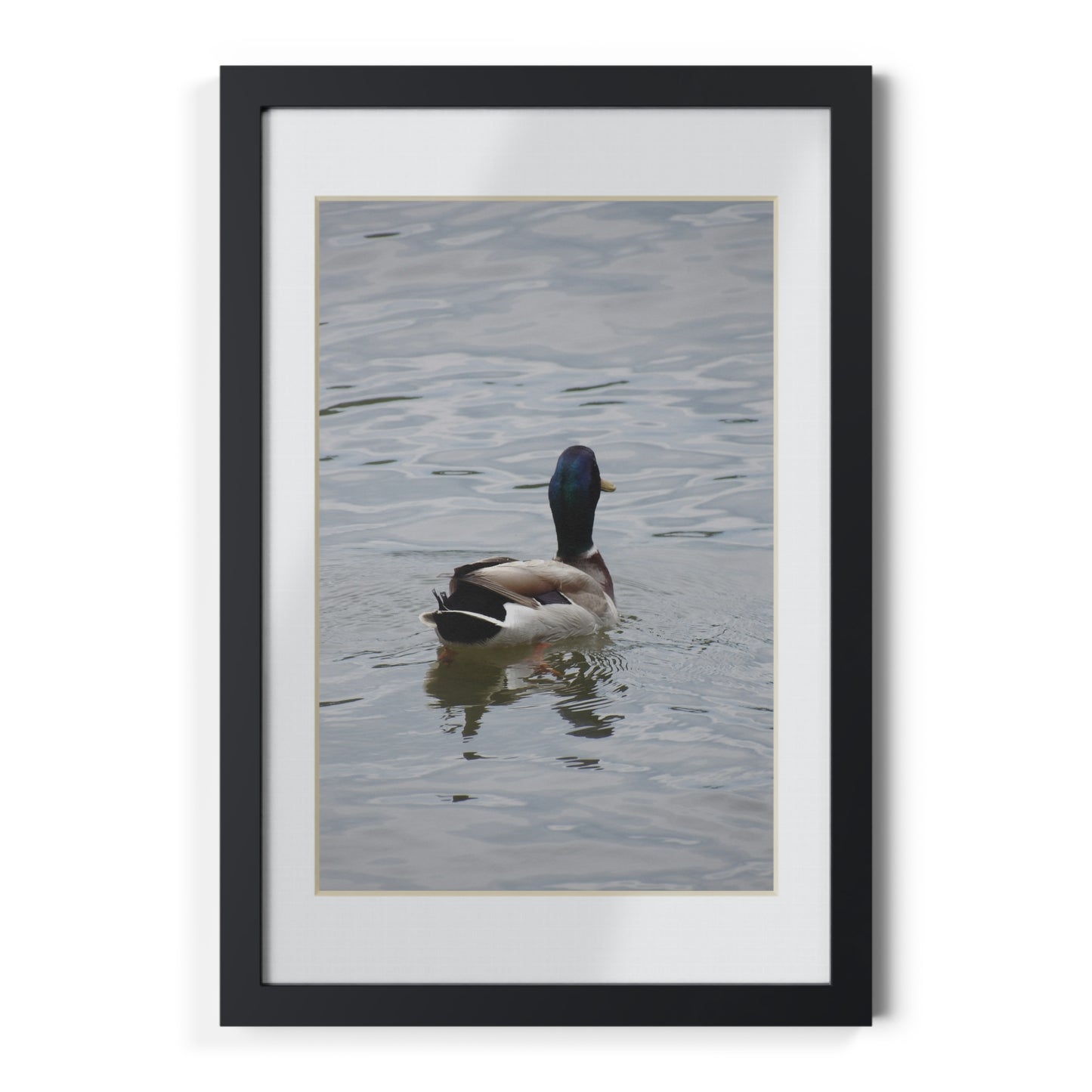 Framed Duck Poster — Black Frame Wall Art (Mallard Photography)