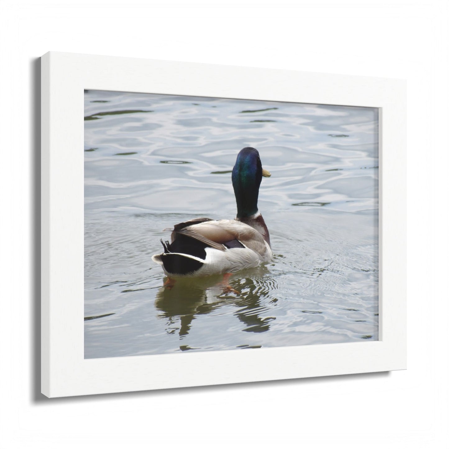 Mallard Duck Framed Poster – Serene Waterfowl Photography Wall Art