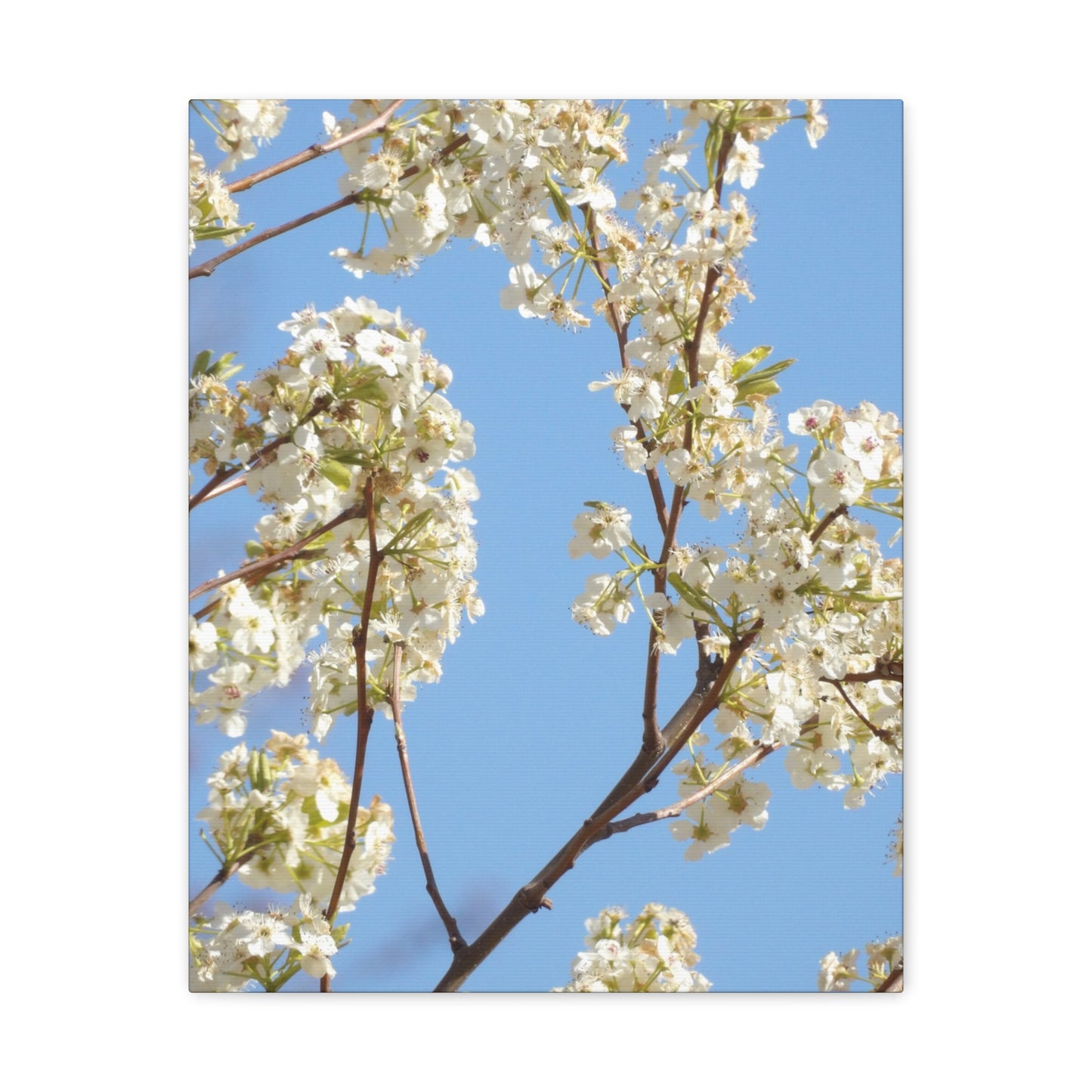 Blossom Branch Canvas Print — Spring White Flower Wall Art