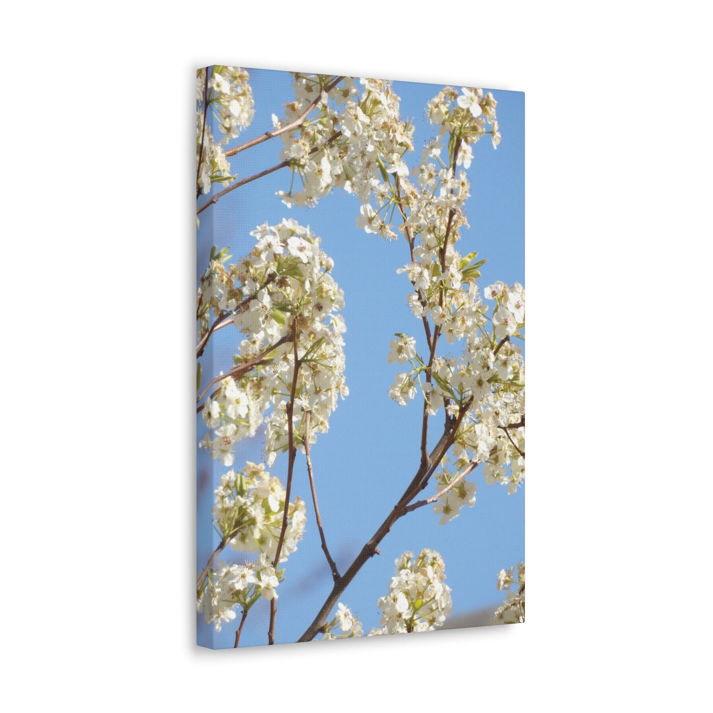 Blossom Branch Canvas Print — Spring White Flower Wall Art
