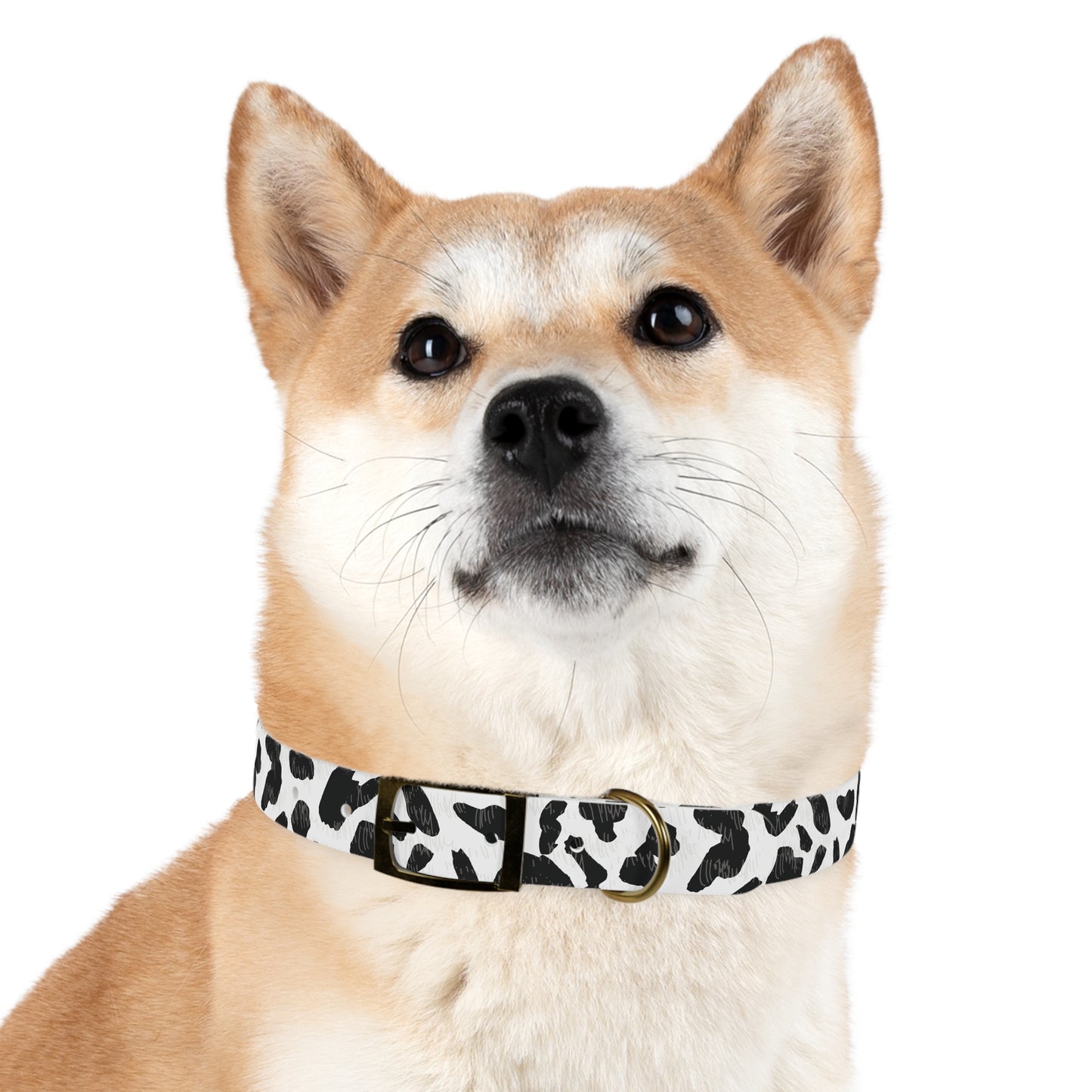Cow Print Dog Collar — Black & White Spot Pattern