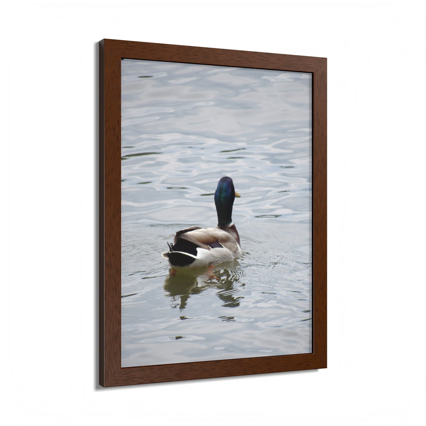 Mallard Duck Framed Poster – Serene Waterfowl Photography Wall Art