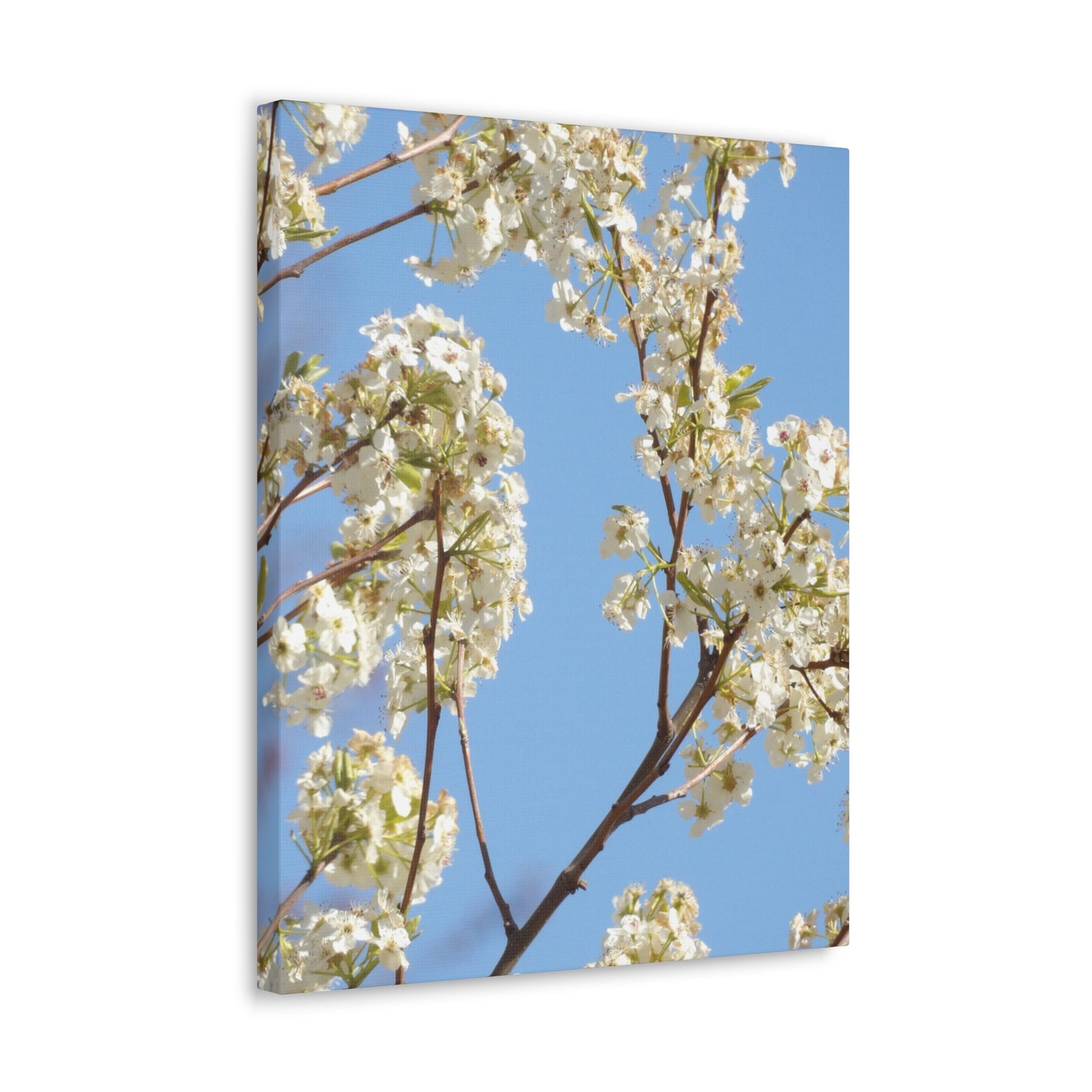 Blossom Branch Canvas Print — Spring White Flower Wall Art