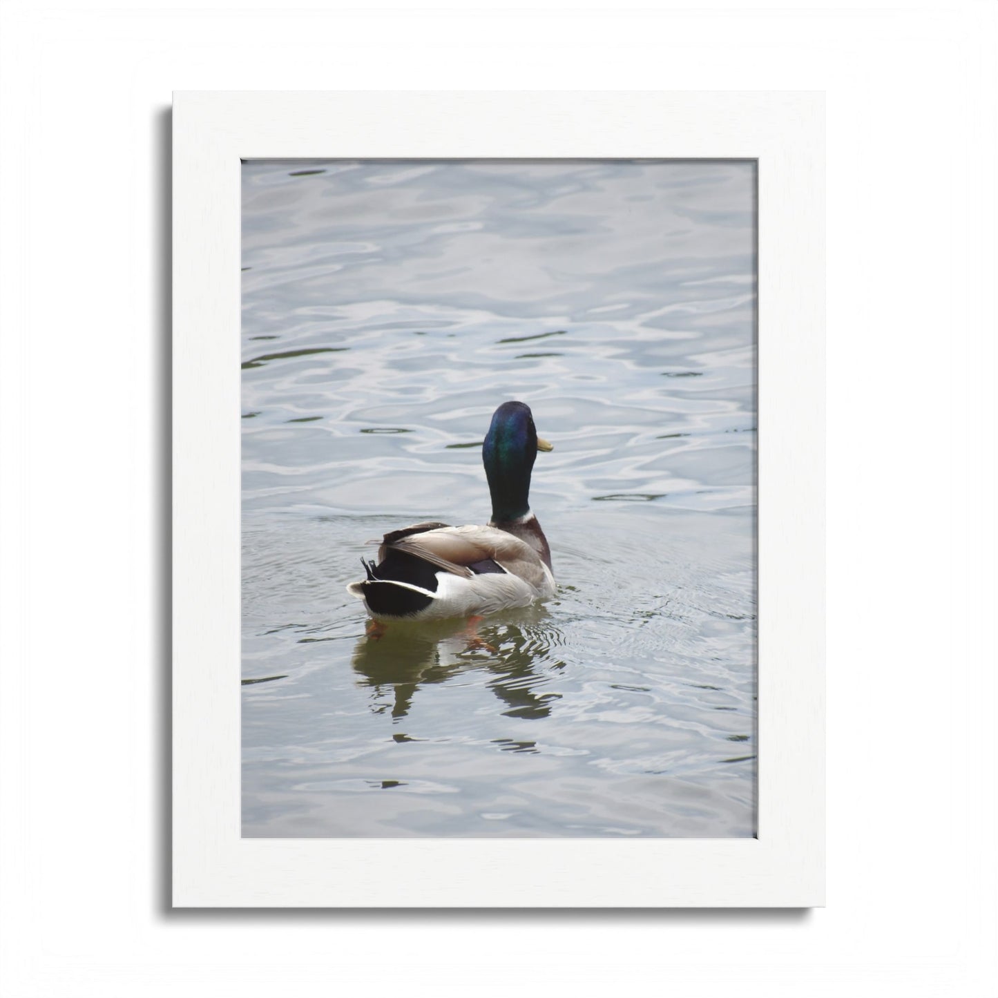 Mallard Duck Framed Poster – Serene Waterfowl Photography Wall Art