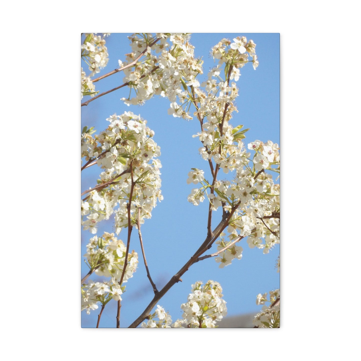 Blossom Branch Canvas Print — Spring White Flower Wall Art