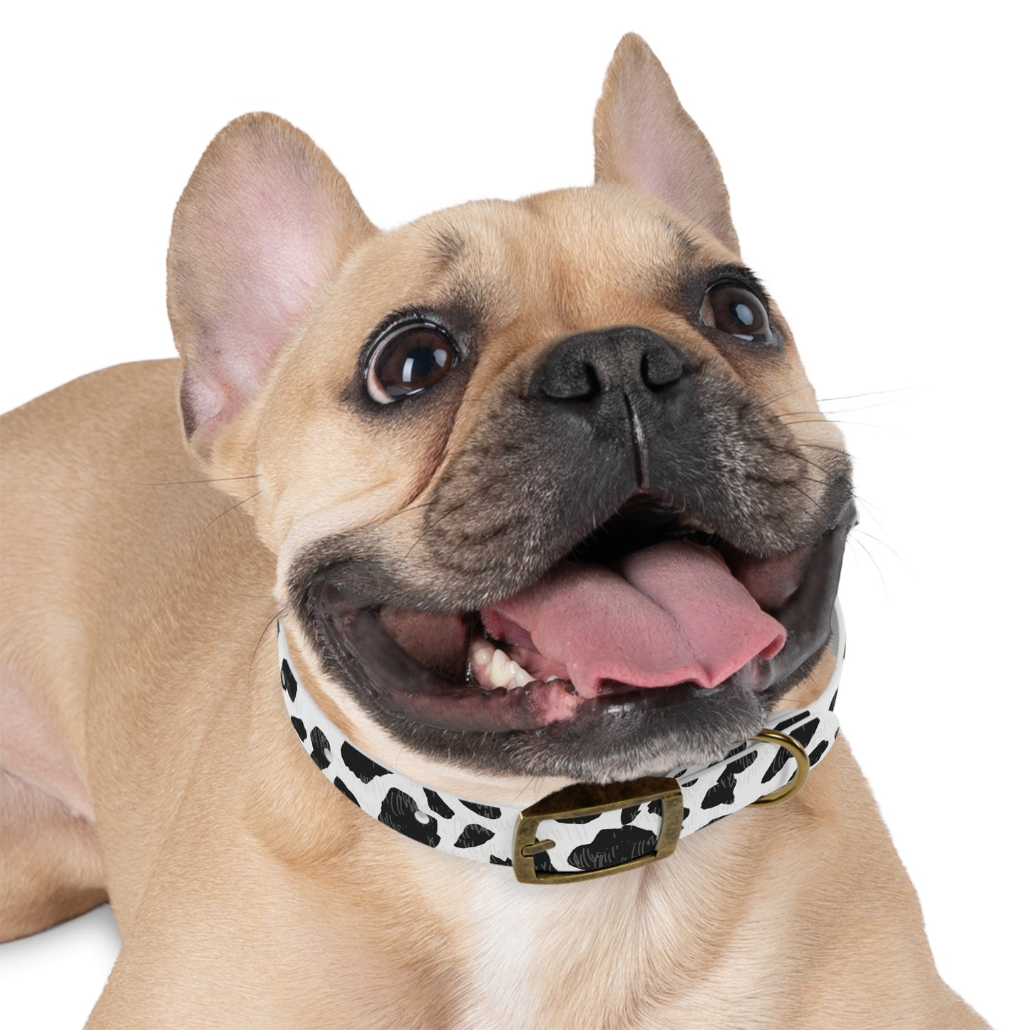 Cow Print Dog Collar — Black & White Spot Pattern