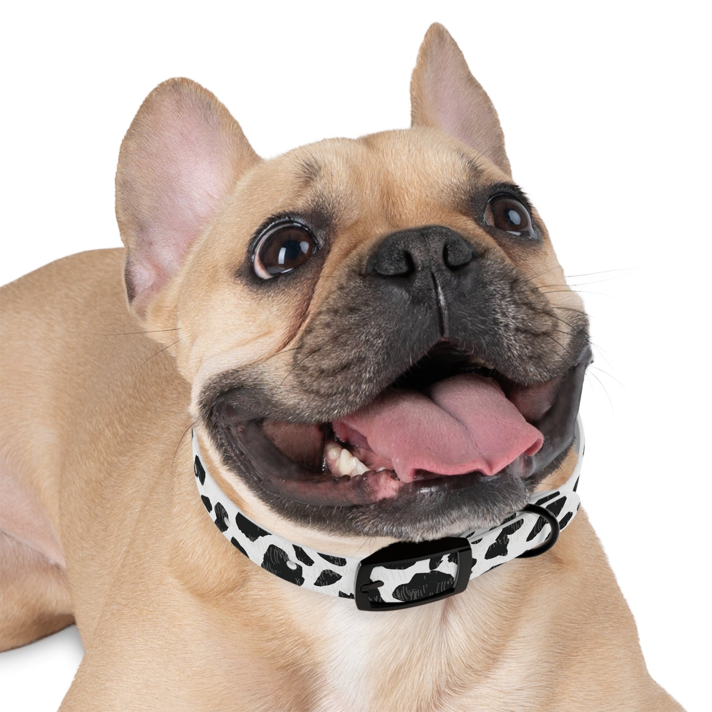 Cow Print Dog Collar — Black & White Spot Pattern