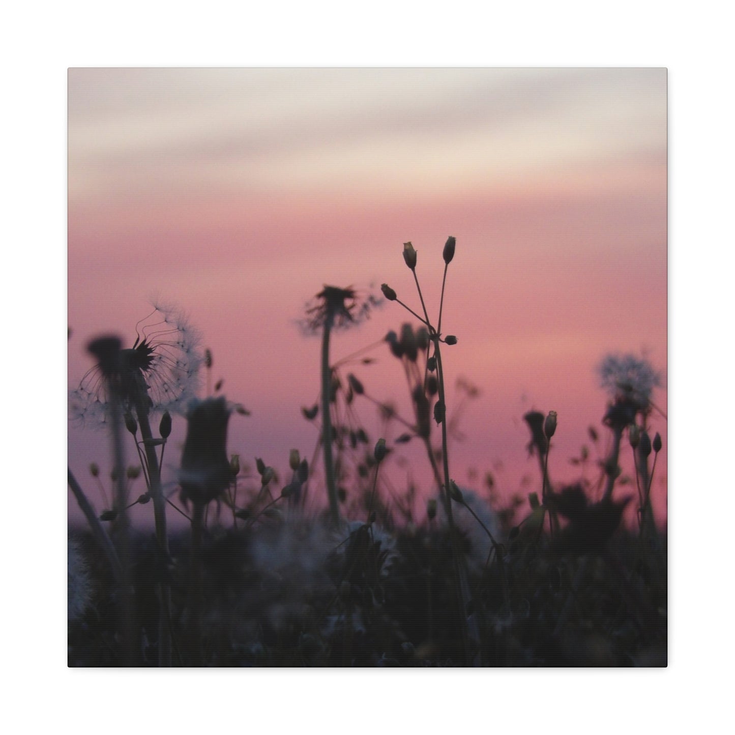Canvas Wall Art - Silhouetted Wildflowers at Pink Sunset