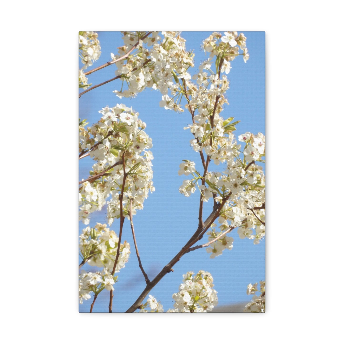 Blossom Branch Canvas Print — Spring White Flower Wall Art