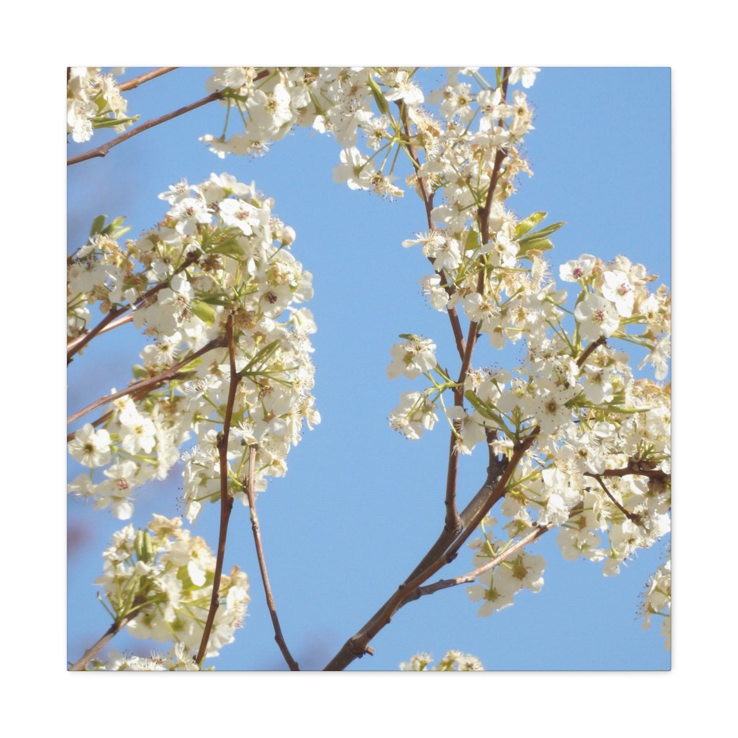 Blossom Branch Canvas Print — Spring White Flower Wall Art