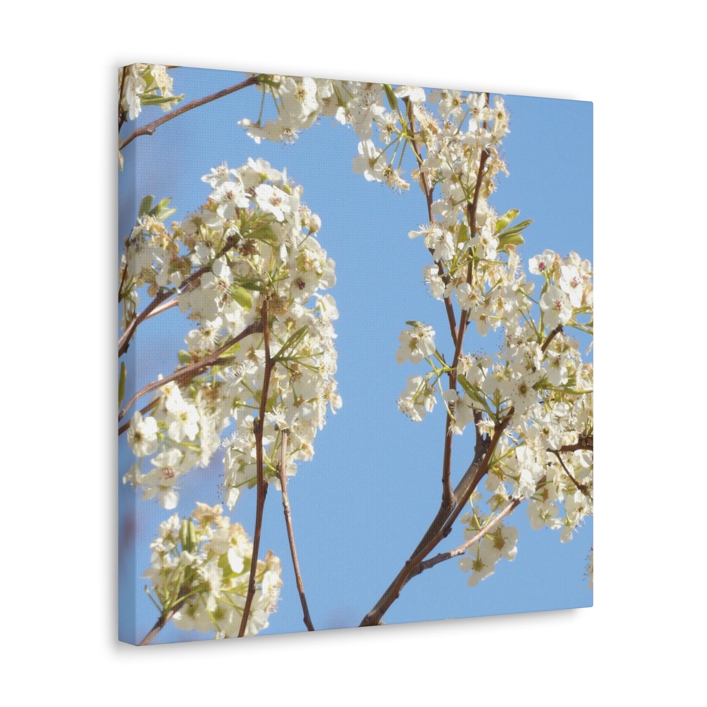 Blossom Branch Canvas Print — Spring White Flower Wall Art