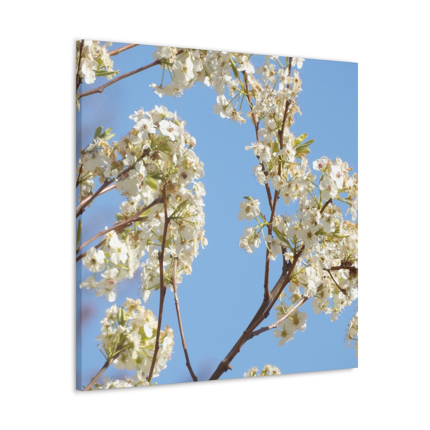 Blossom Branch Canvas Print — Spring White Flower Wall Art