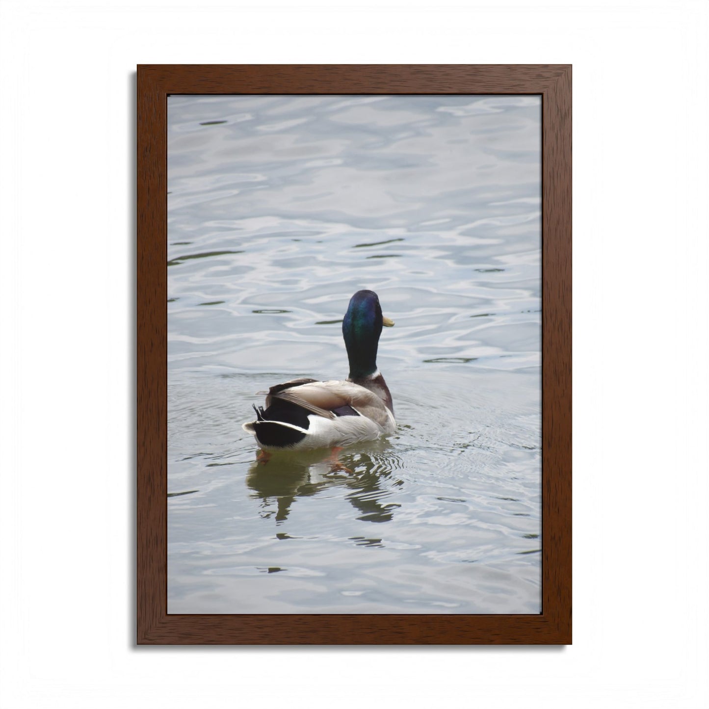 Mallard Duck Framed Poster – Serene Waterfowl Photography Wall Art