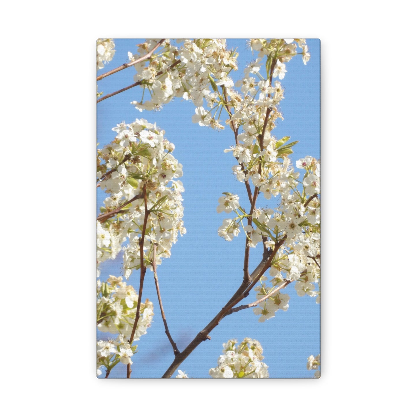 Blossom Branch Canvas Print — Spring White Flower Wall Art
