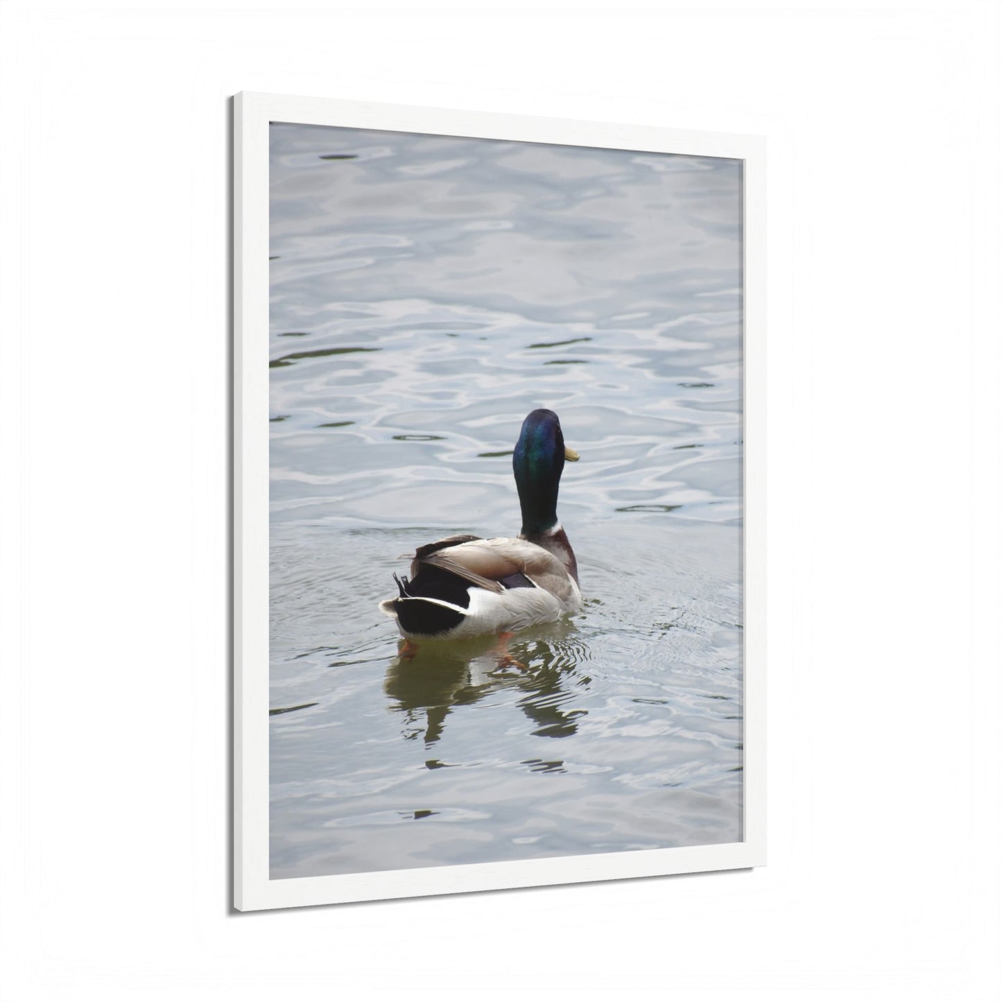 Mallard Duck Framed Poster – Serene Waterfowl Photography Wall Art