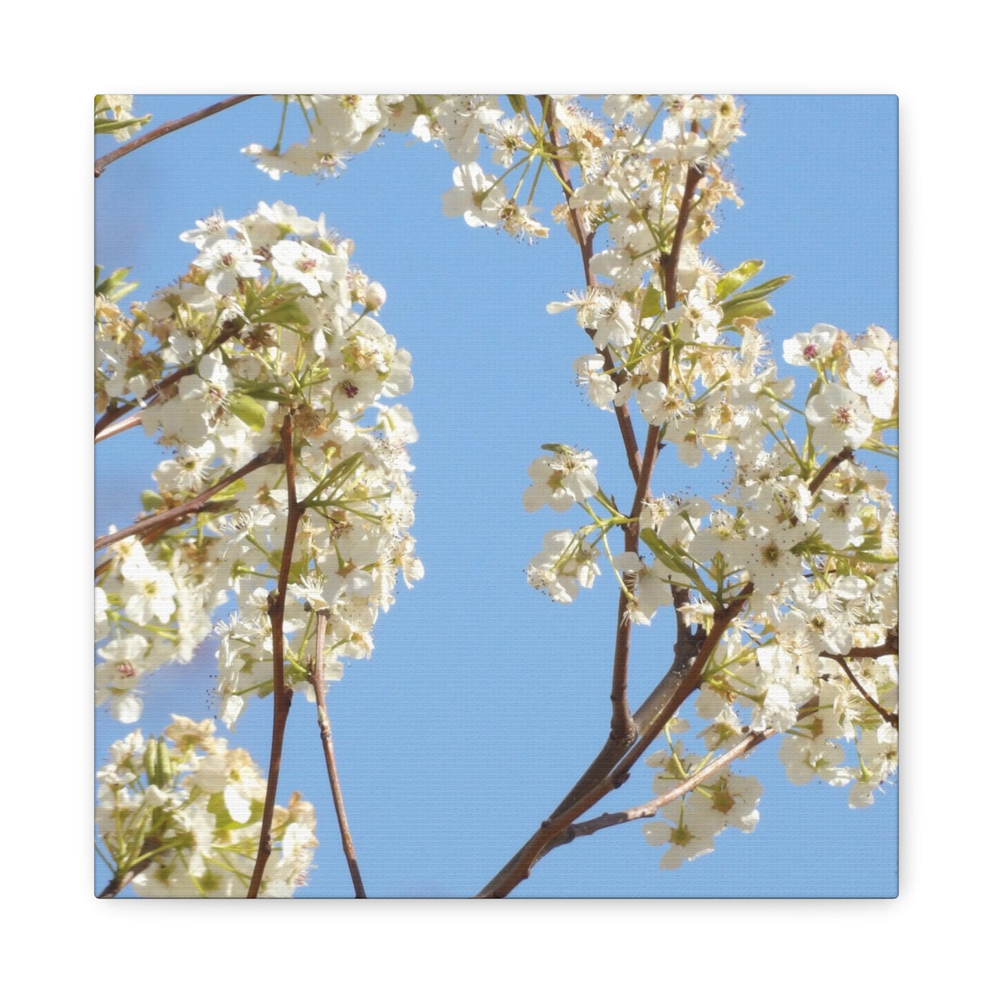 Blossom Branch Canvas Print — Spring White Flower Wall Art