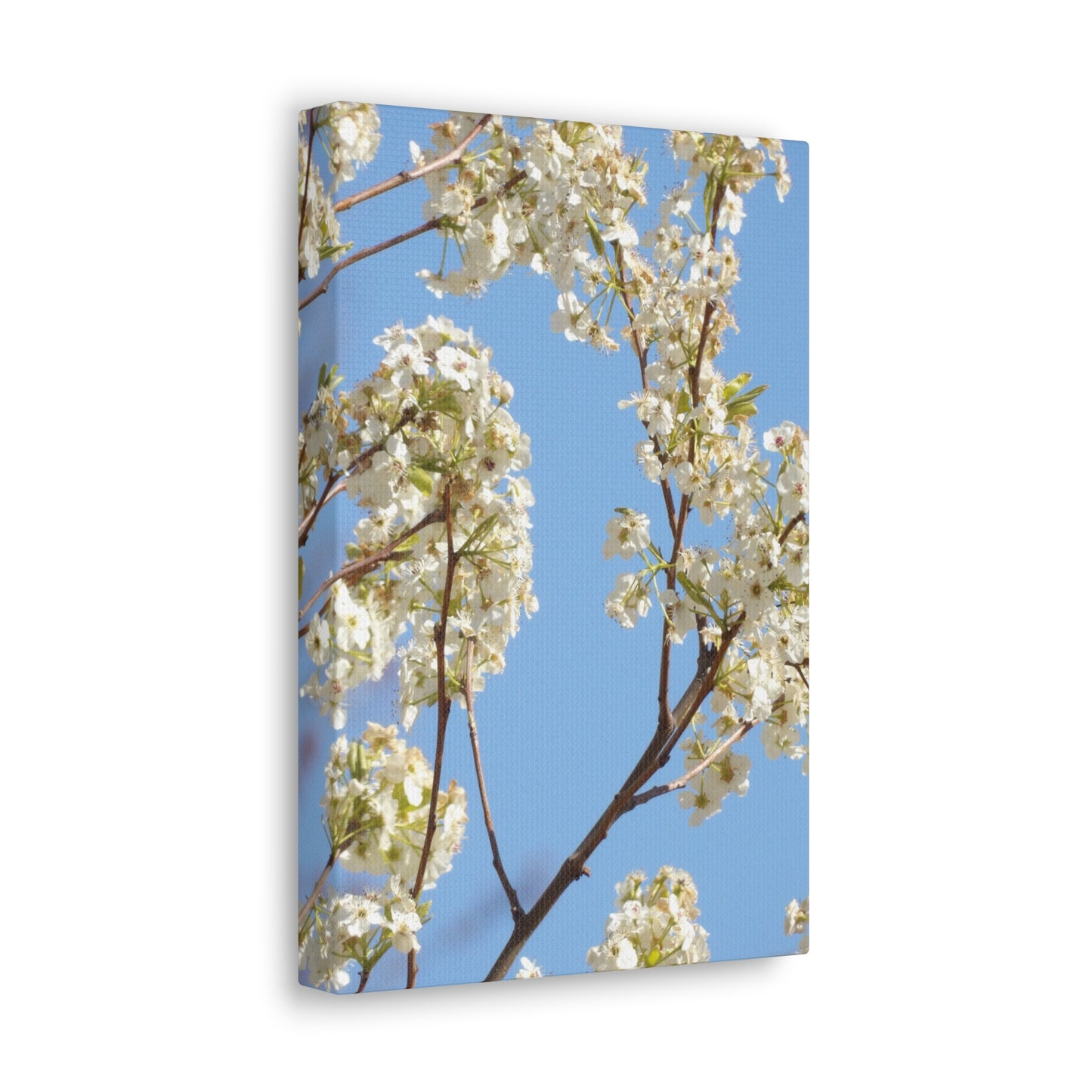 Blossom Branch Canvas Print — Spring White Flower Wall Art