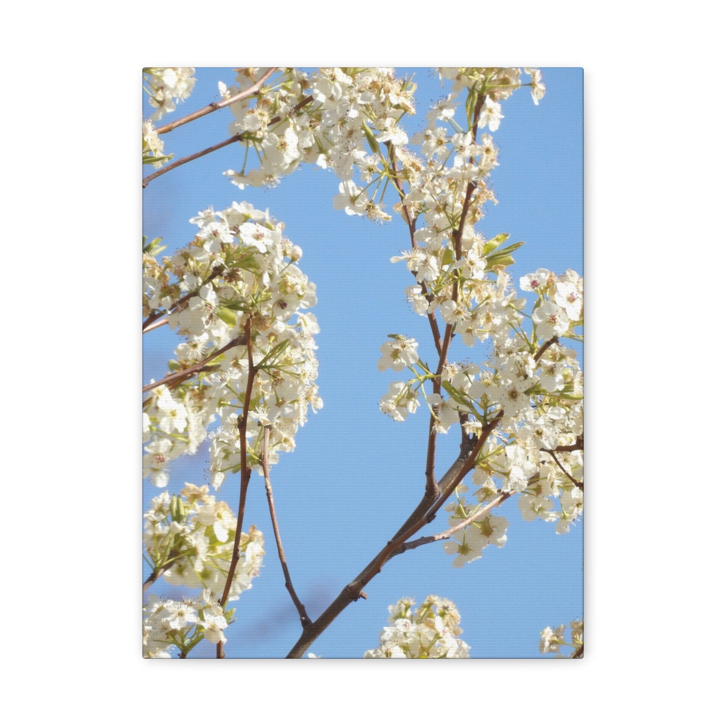 Blossom Branch Canvas Print — Spring White Flower Wall Art