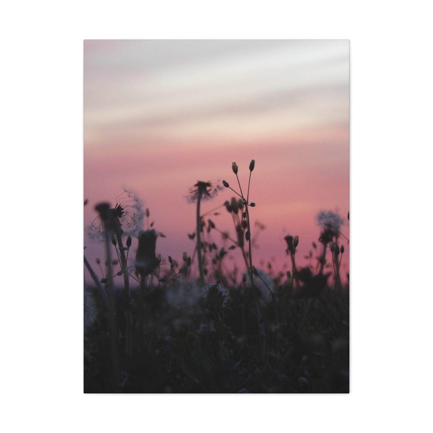 Canvas Wall Art - Silhouetted Wildflowers at Pink Sunset