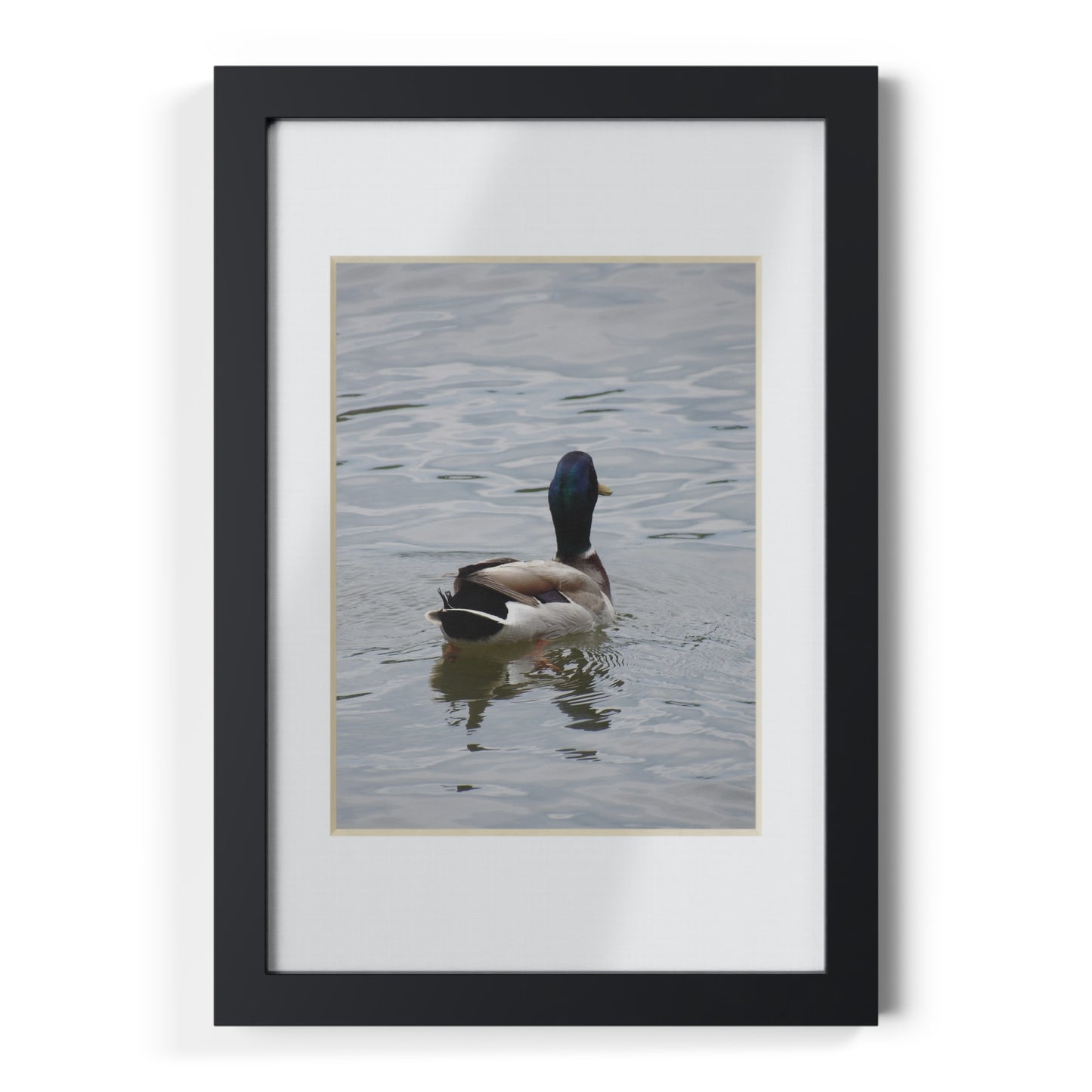 Framed Duck Poster — Black Frame Wall Art (Mallard Photography)