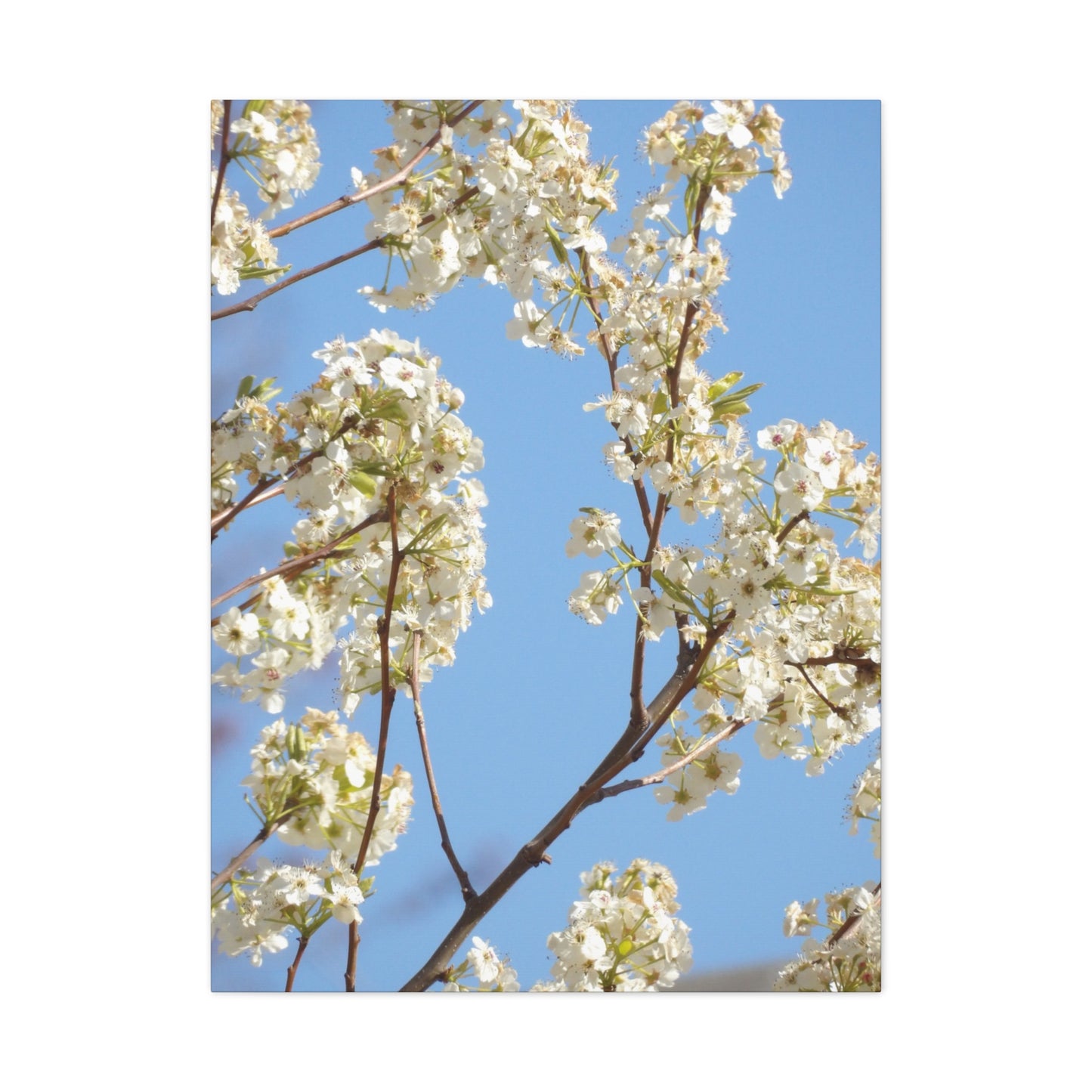 Blossom Branch Canvas Print — Spring White Flower Wall Art