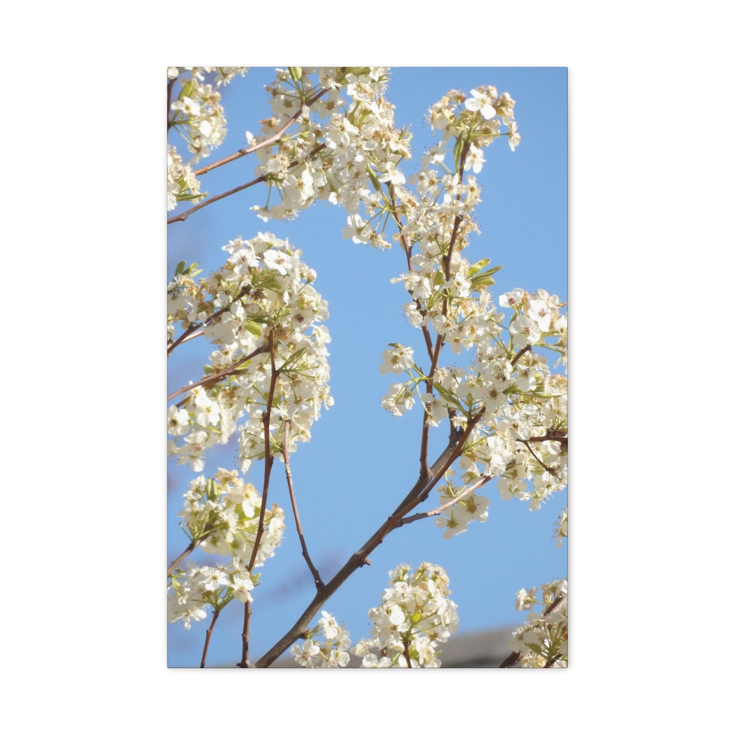 Blossom Branch Canvas Print — Spring White Flower Wall Art