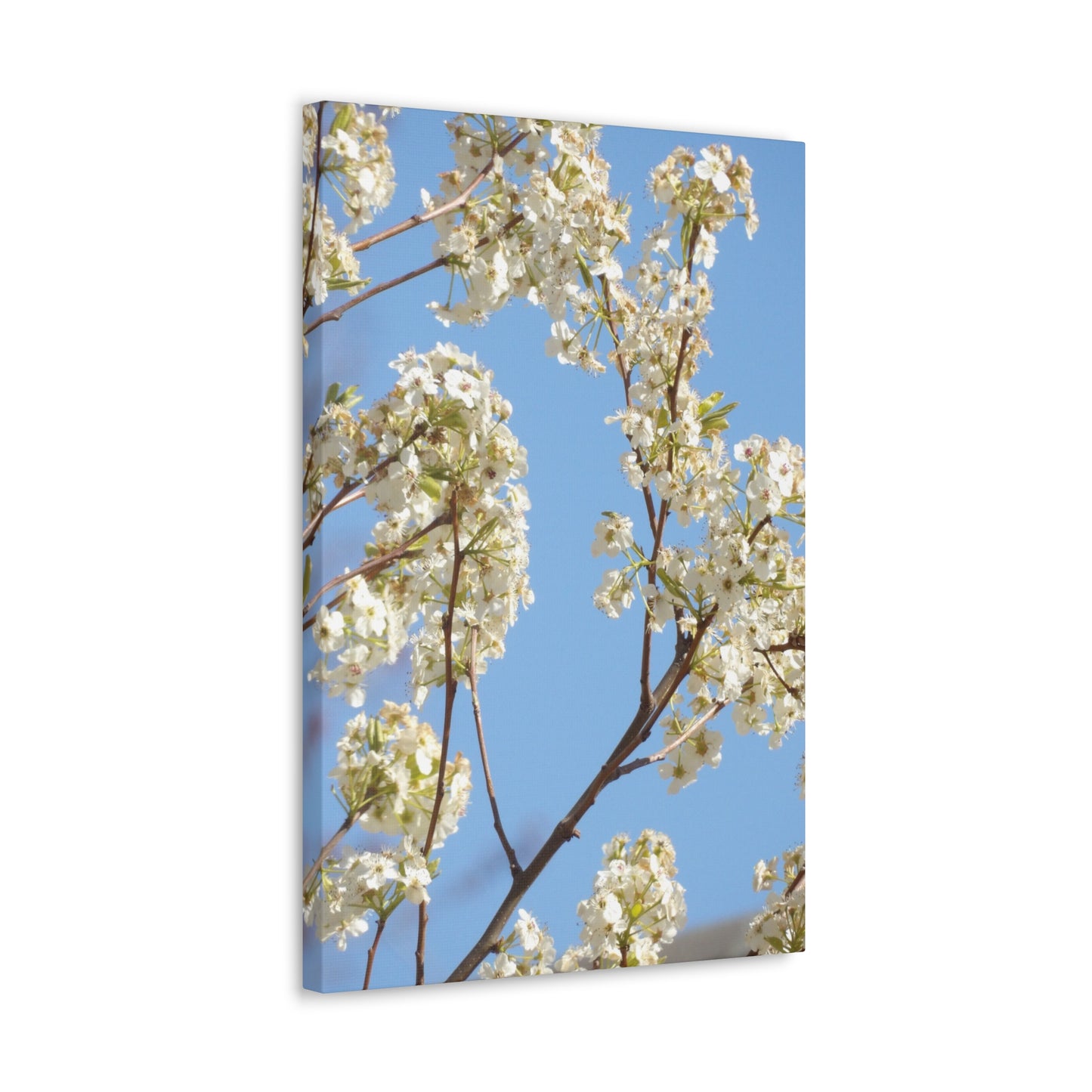 Blossom Branch Canvas Print — Spring White Flower Wall Art