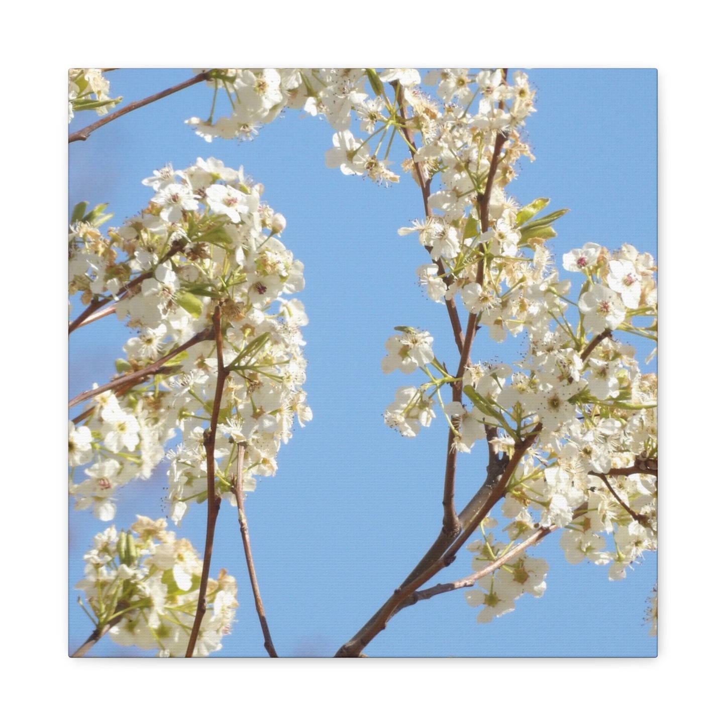 Blossom Branch Canvas Print — Spring White Flower Wall Art