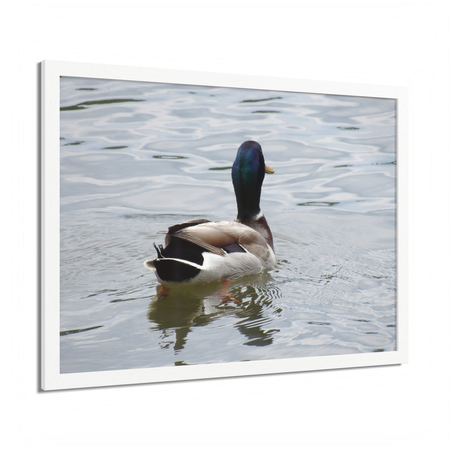 Mallard Duck Framed Poster – Serene Waterfowl Photography Wall Art