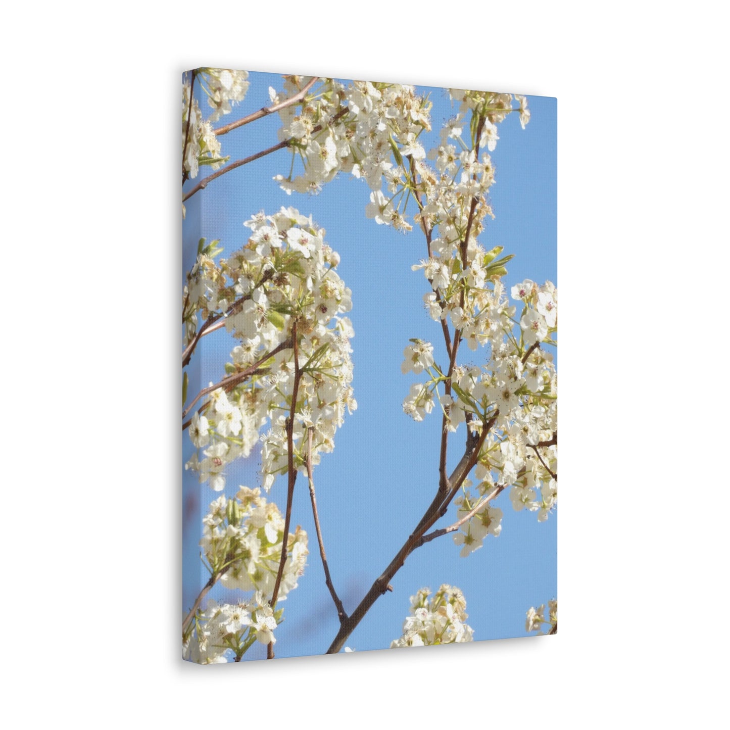 Blossom Branch Canvas Print — Spring White Flower Wall Art