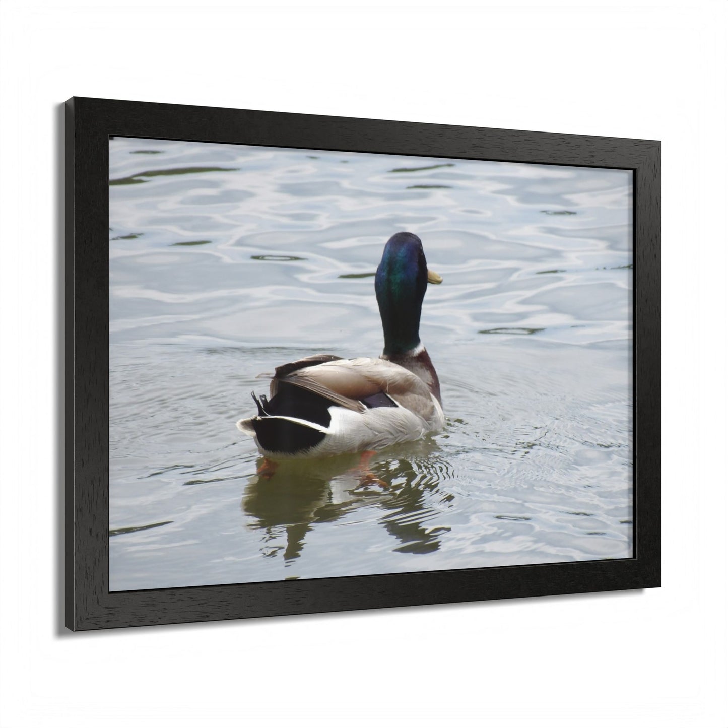 Mallard Duck Framed Poster – Serene Waterfowl Photography Wall Art
