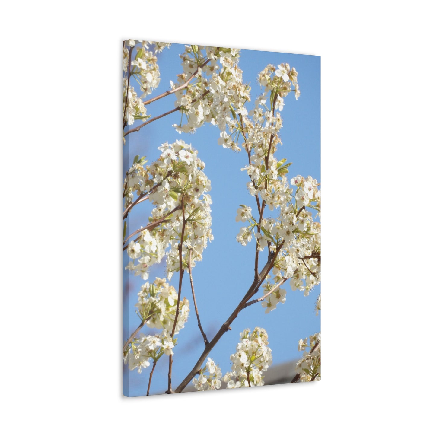 Blossom Branch Canvas Print — Spring White Flower Wall Art