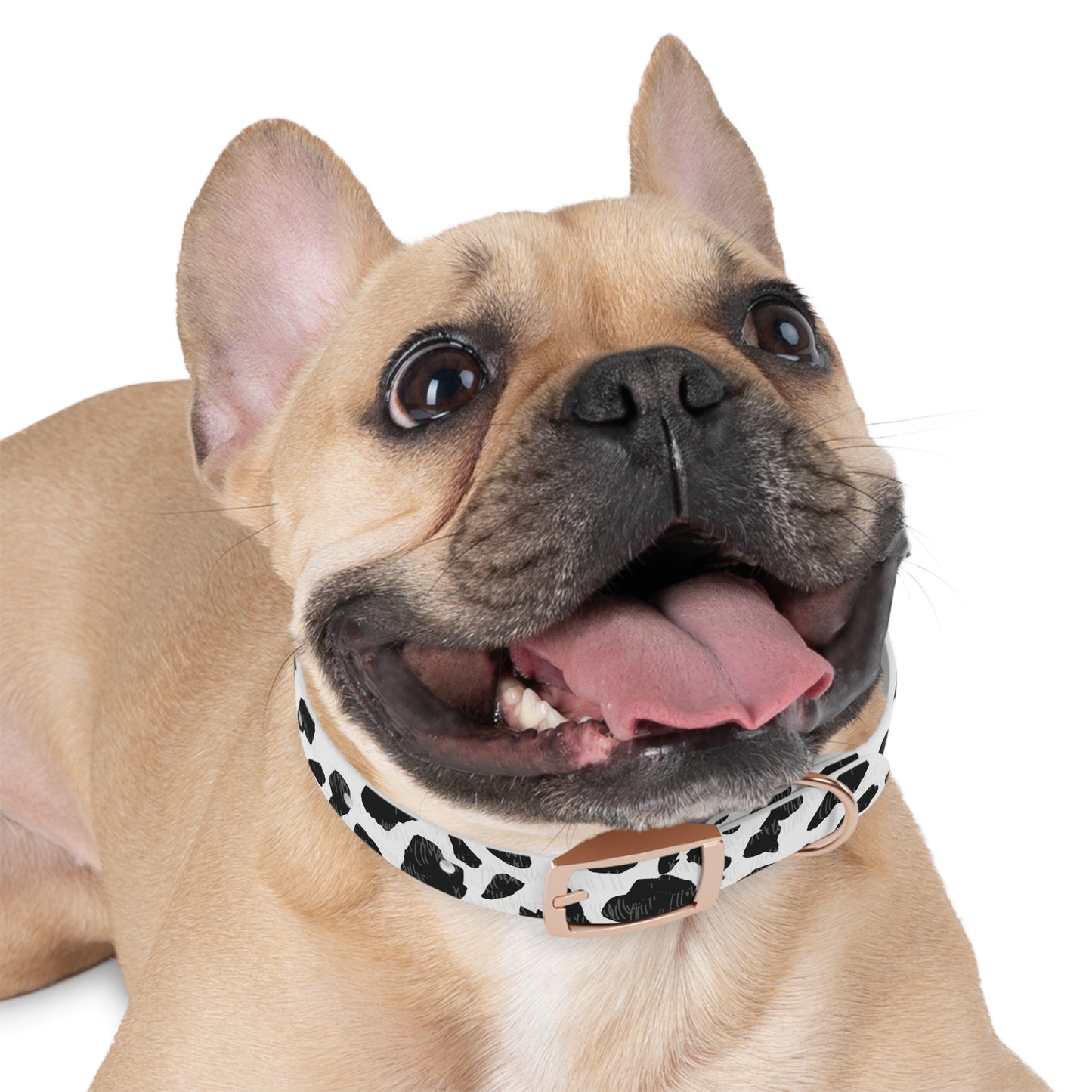 Cow Print Dog Collar — Black & White Spot Pattern