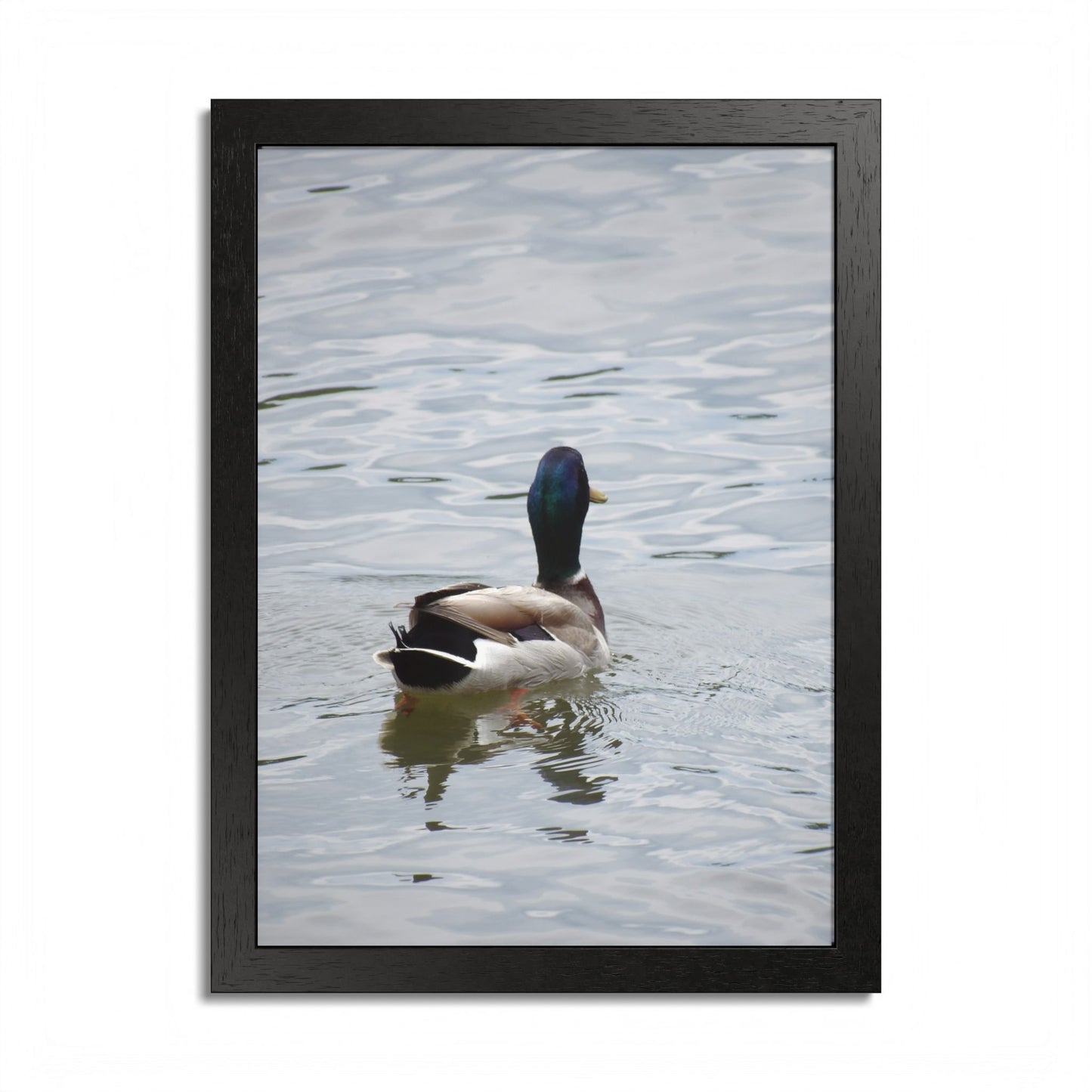 Mallard Duck Framed Poster – Serene Waterfowl Photography Wall Art