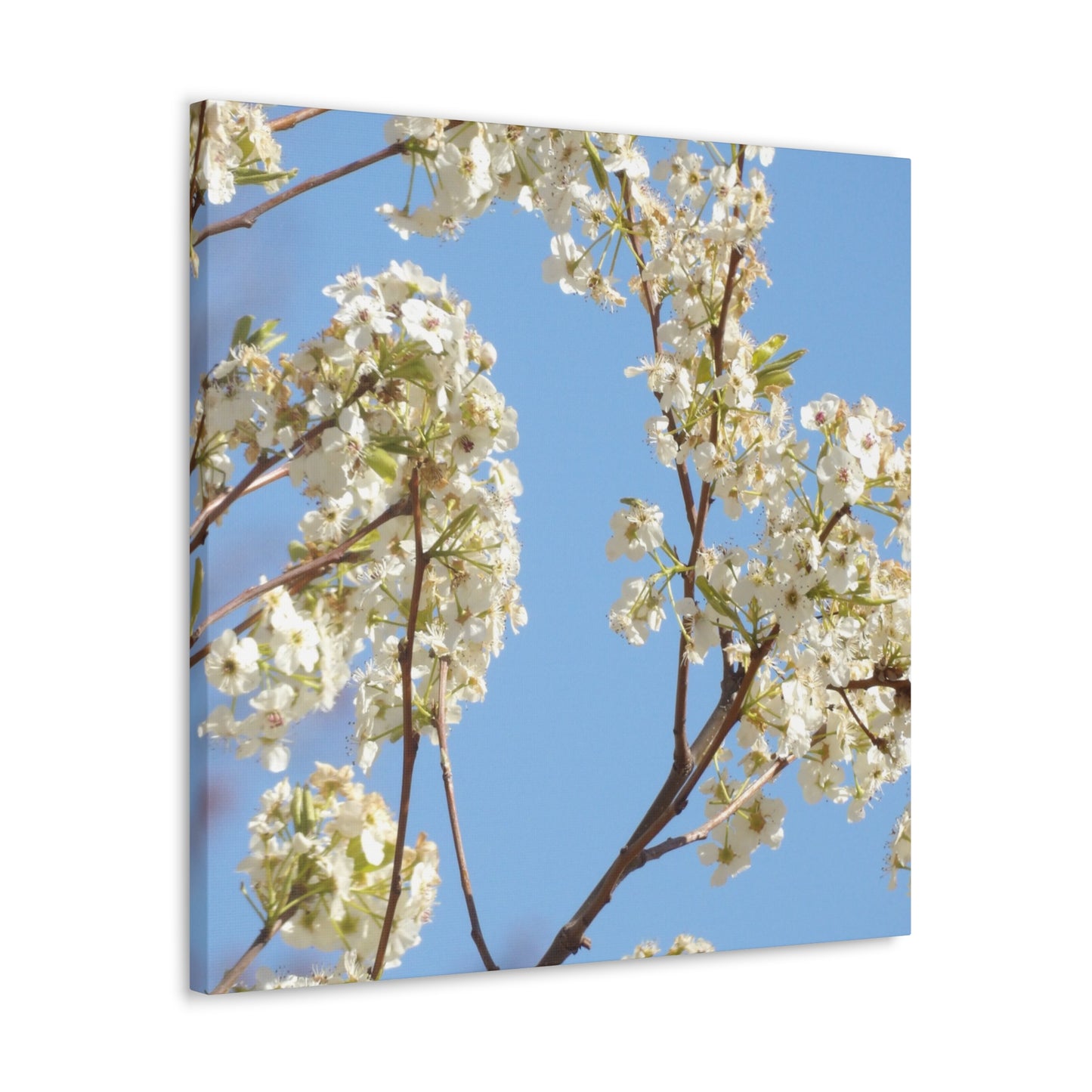 Blossom Branch Canvas Print — Spring White Flower Wall Art
