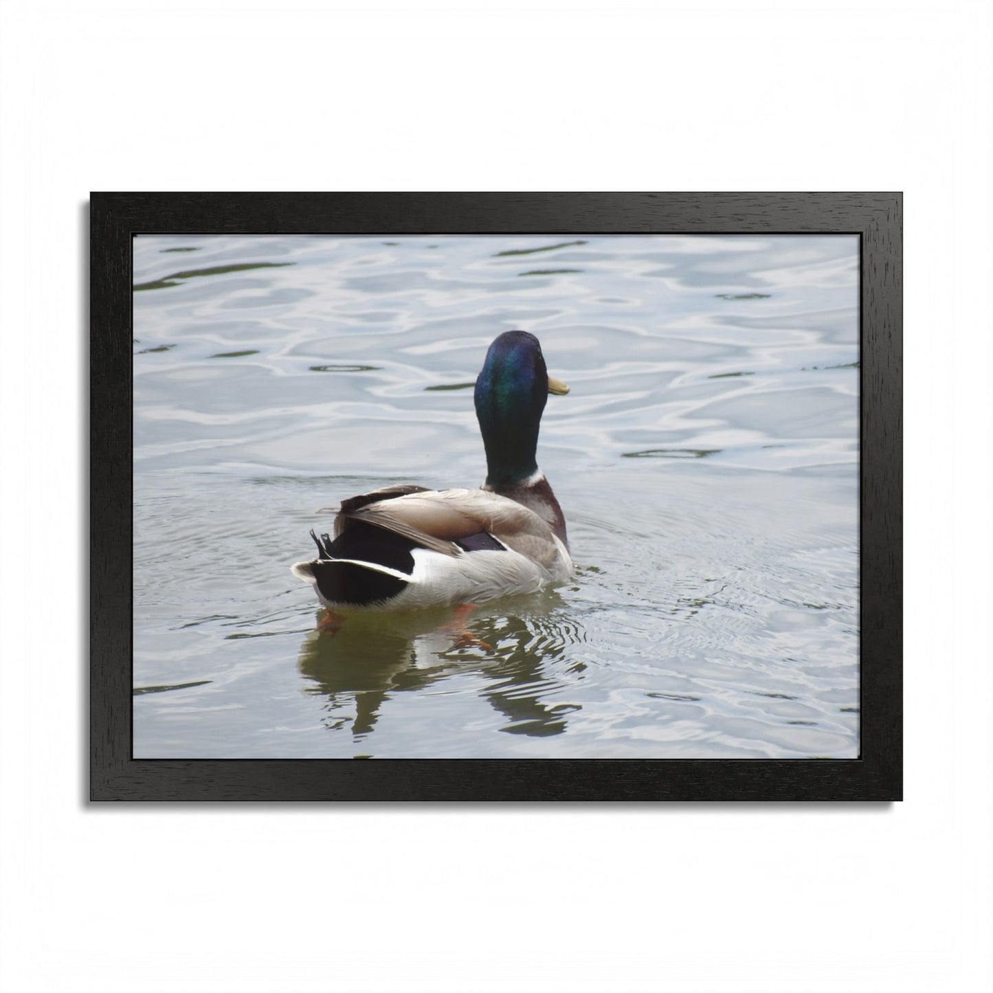 Mallard Duck Framed Poster – Serene Waterfowl Photography Wall Art