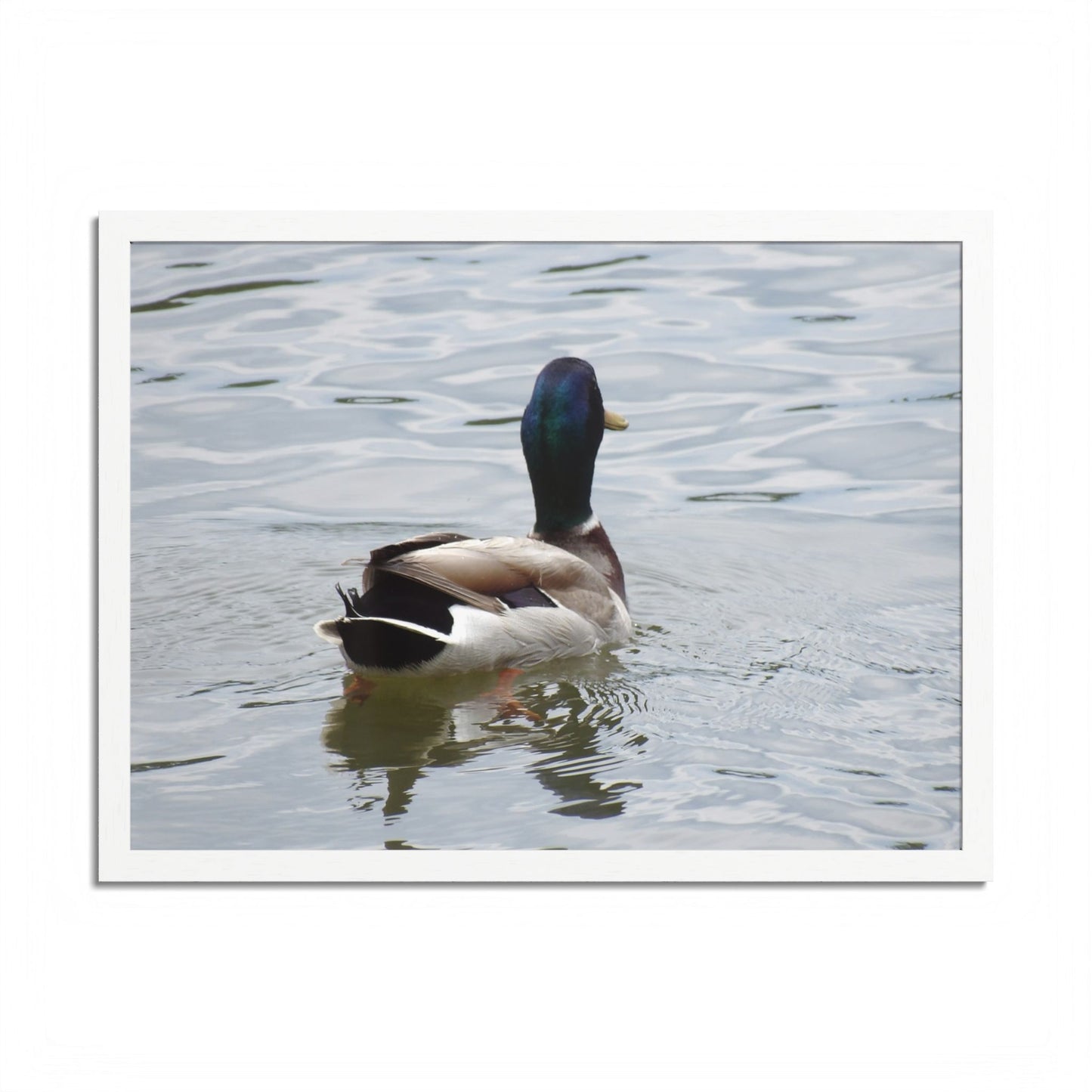 Mallard Duck Framed Poster – Serene Waterfowl Photography Wall Art