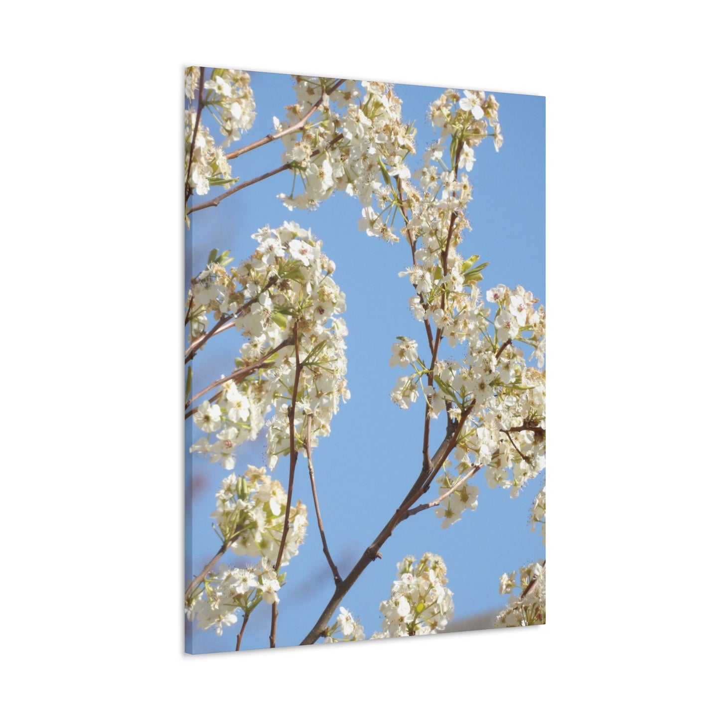 Blossom Branch Canvas Print — Spring White Flower Wall Art