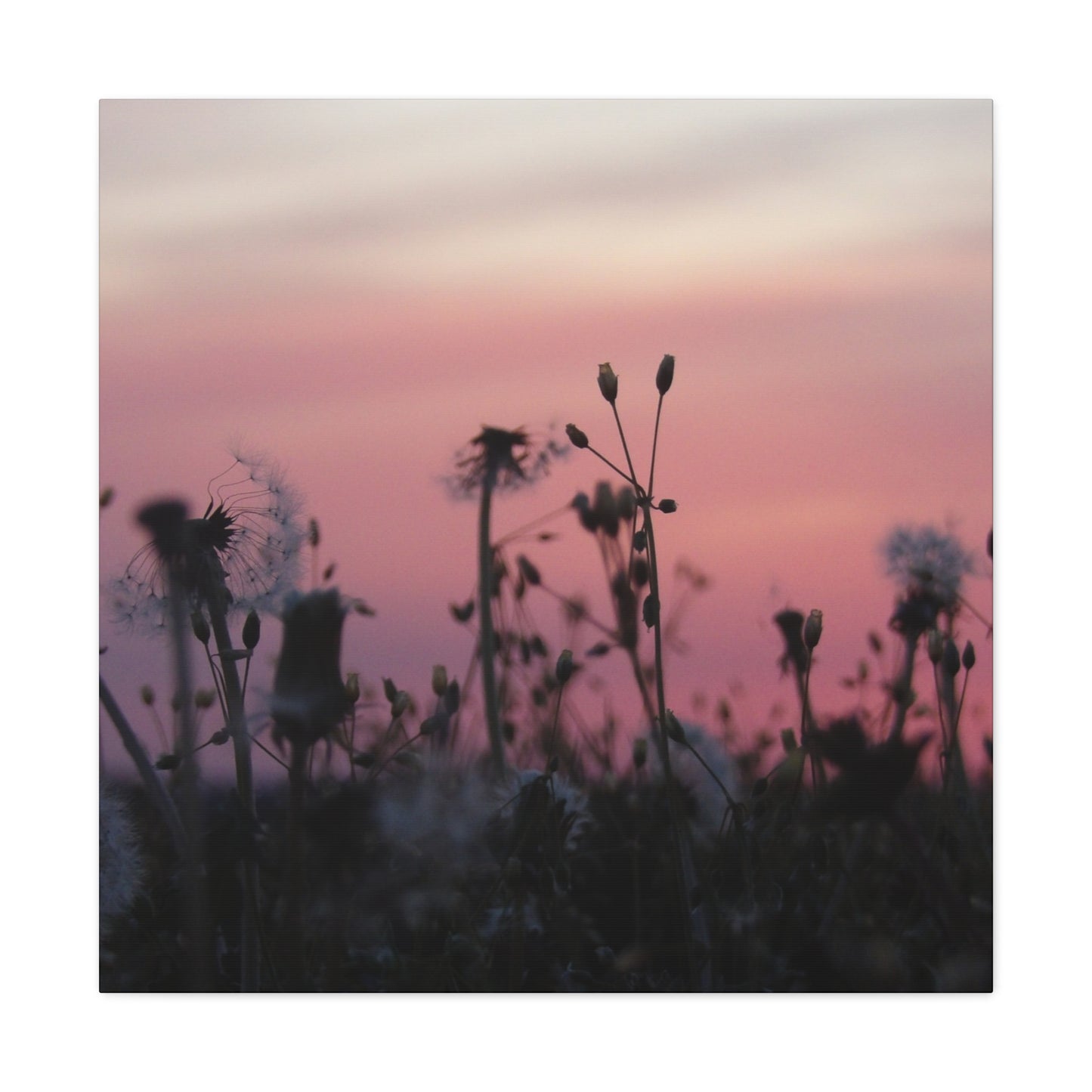 Canvas Wall Art - Silhouetted Wildflowers at Pink Sunset