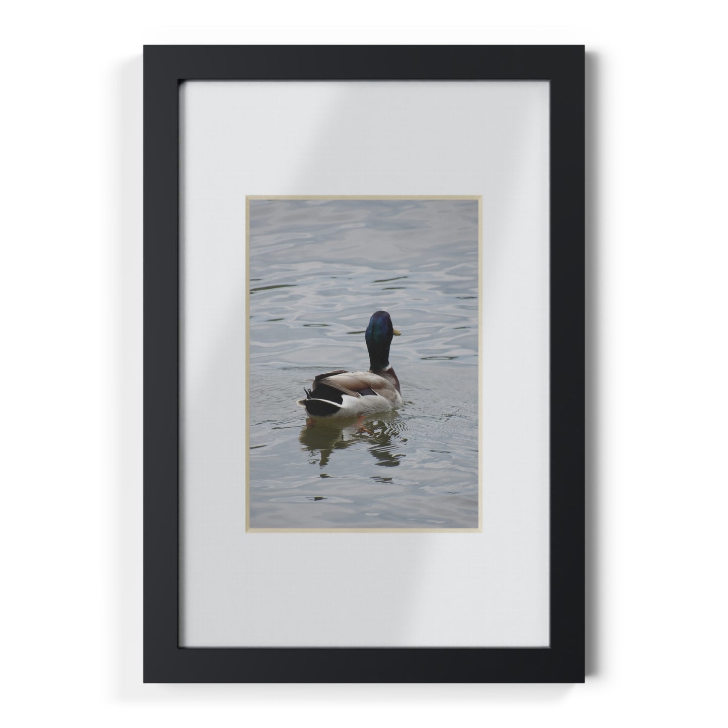 Framed Duck Poster — Black Frame Wall Art (Mallard Photography)