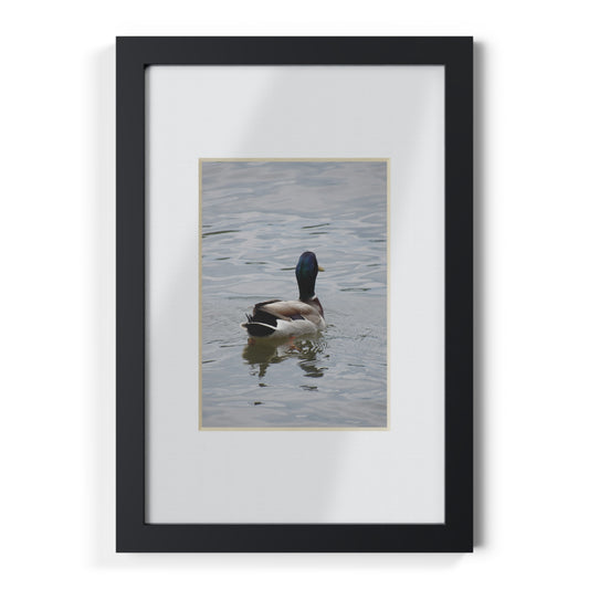Framed Duck Poster — Black Frame Wall Art (Mallard Photography)