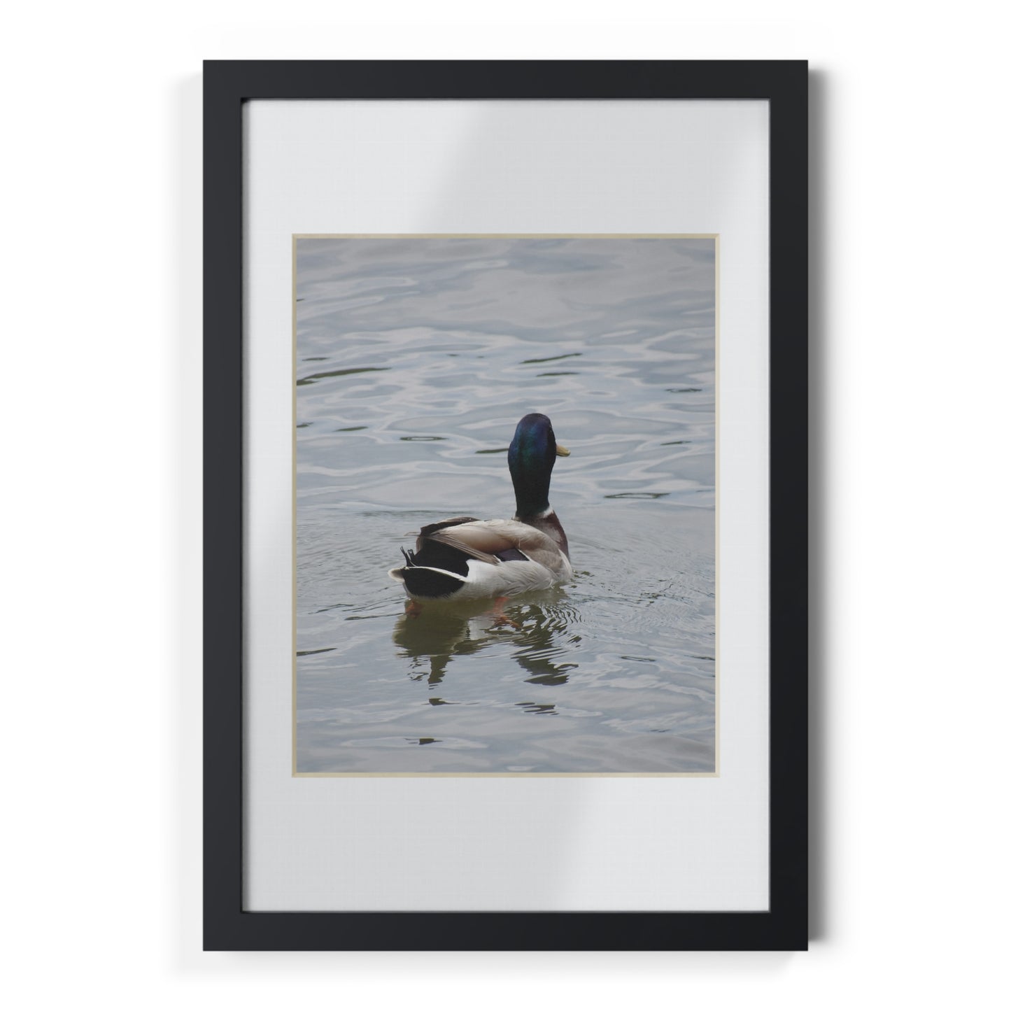 Framed Duck Poster — Black Frame Wall Art (Mallard Photography)