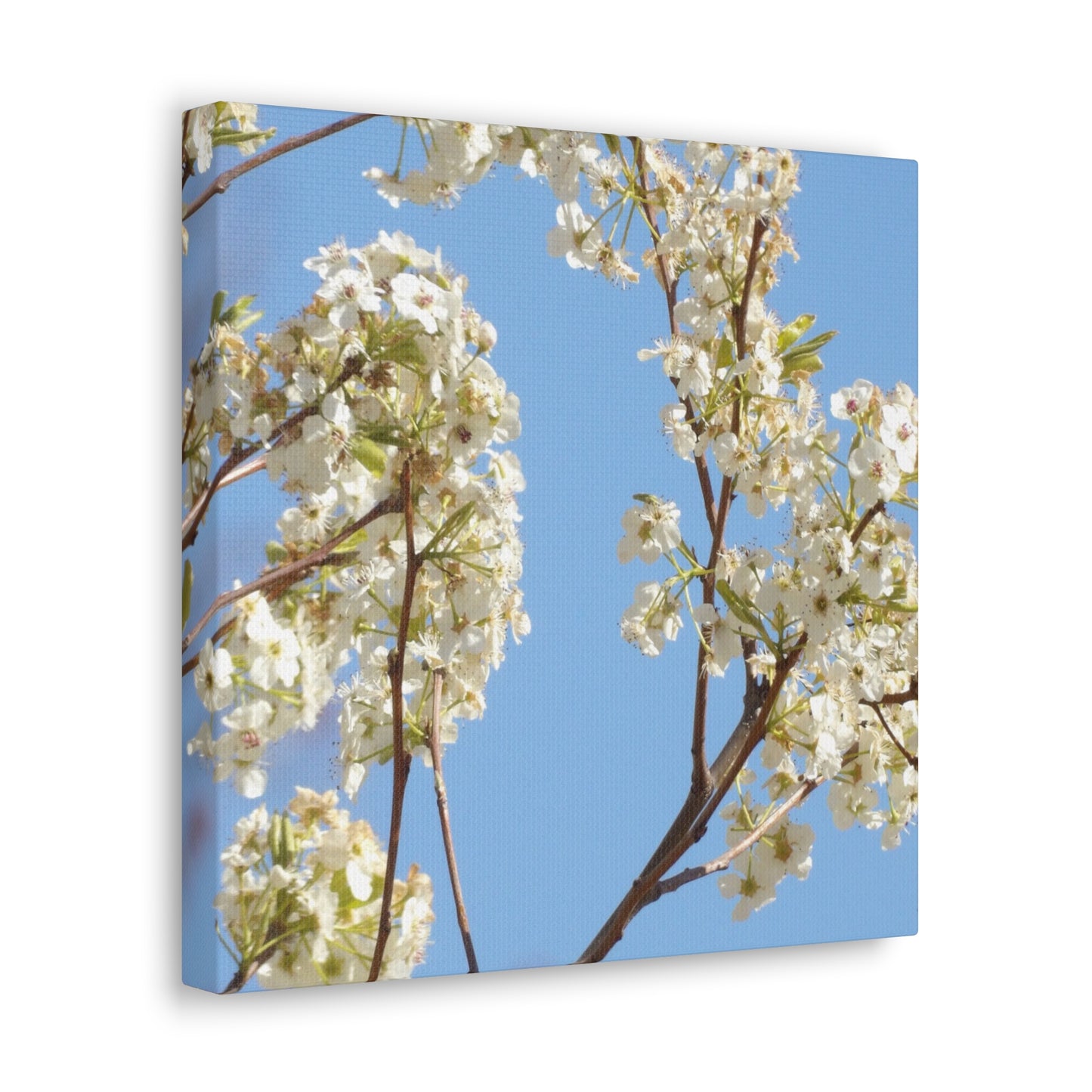 Blossom Branch Canvas Print — Spring White Flower Wall Art