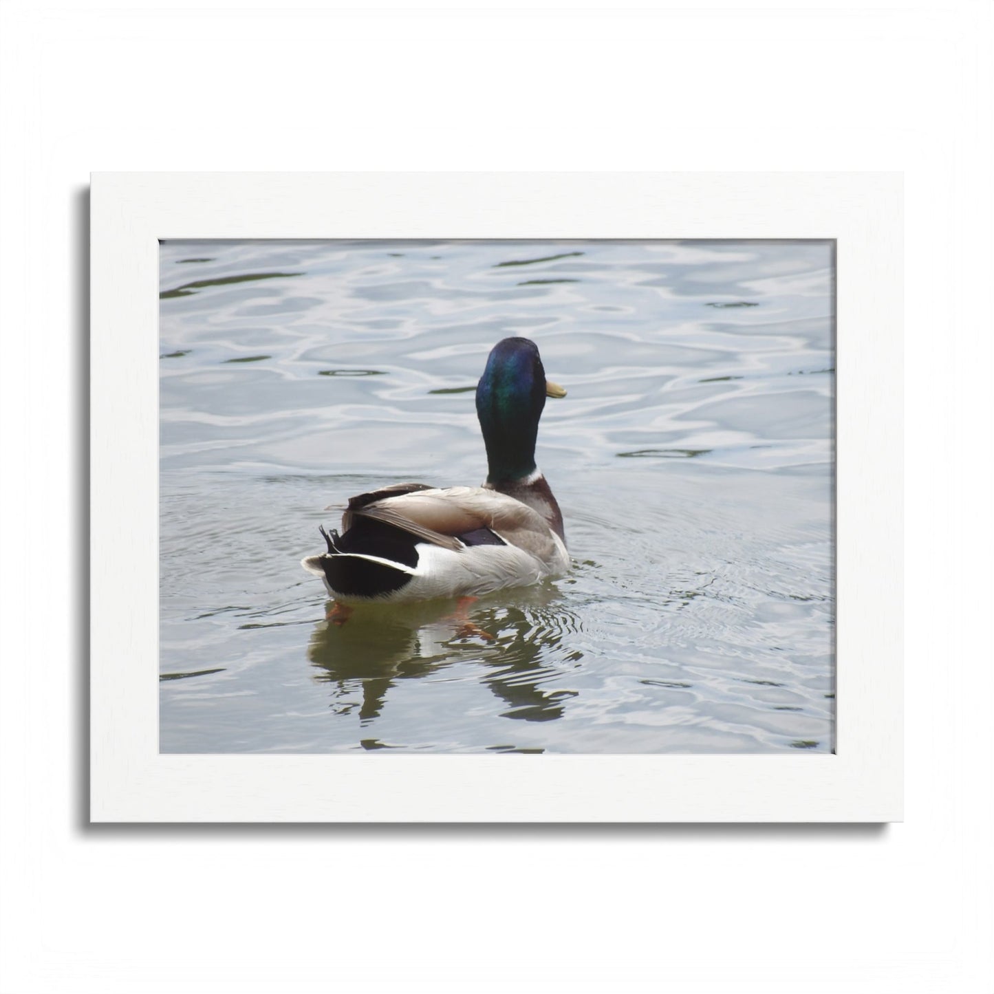 Mallard Duck Framed Poster – Serene Waterfowl Photography Wall Art