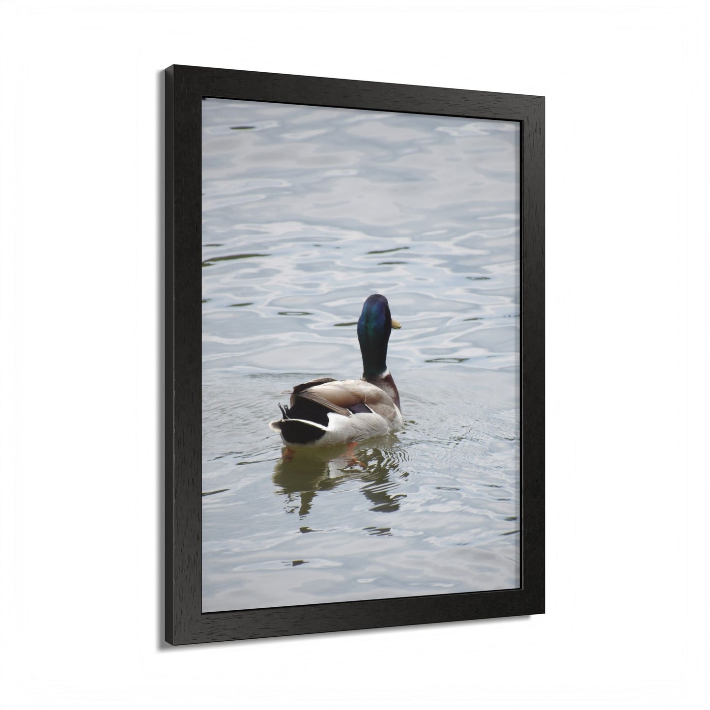 Mallard Duck Framed Poster – Serene Waterfowl Photography Wall Art
