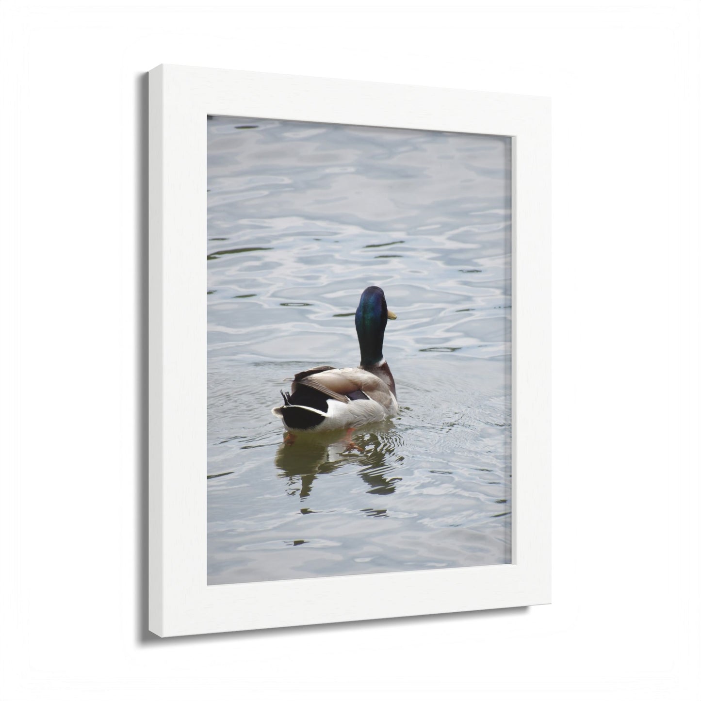 Mallard Duck Framed Poster – Serene Waterfowl Photography Wall Art